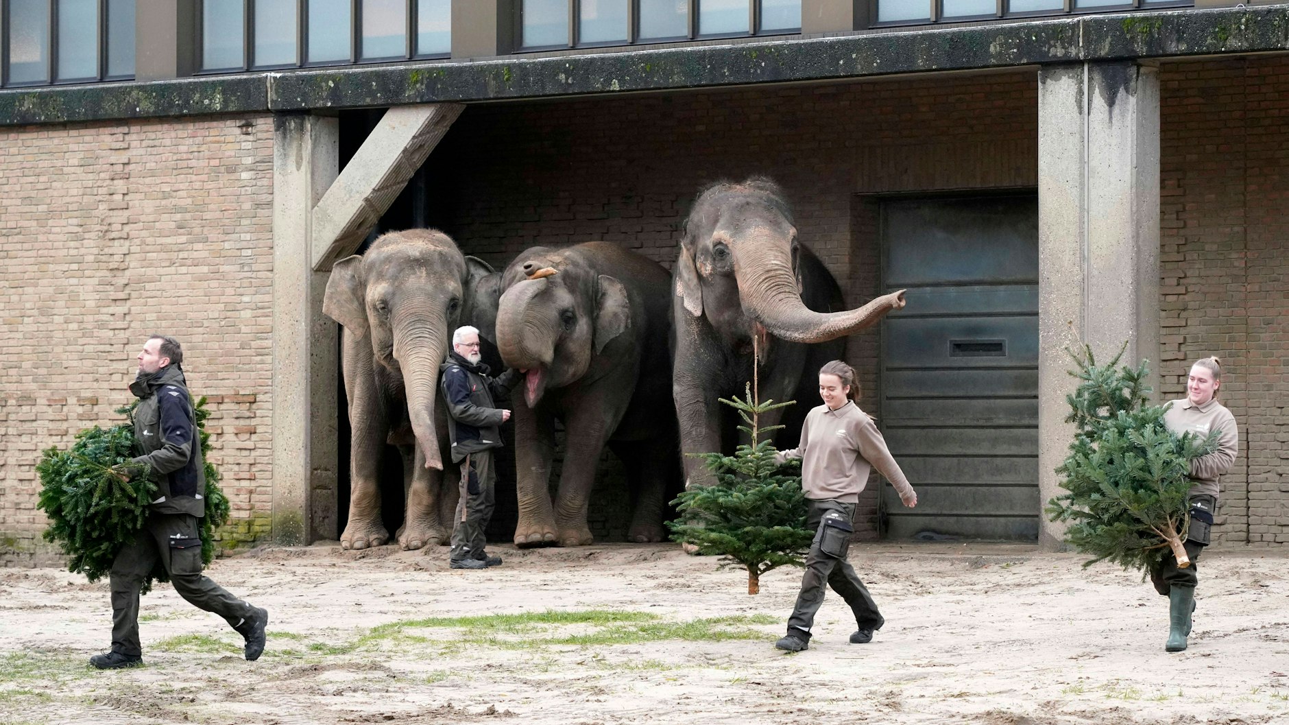 Elefanten bei der Weihnachtsbaumfütterung im Zoo Berlin&nbsp;
