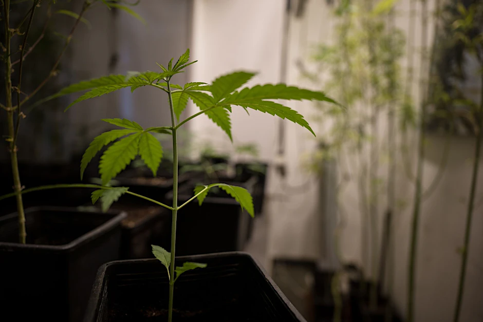 saatgut bio kaufen BIO-Saatgut-Set "Gartengemse"