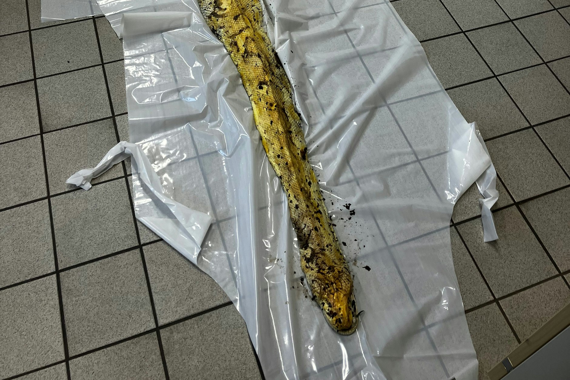 Die Würgeschlange in der Hasenheide wurde bereits tot abgelegt.