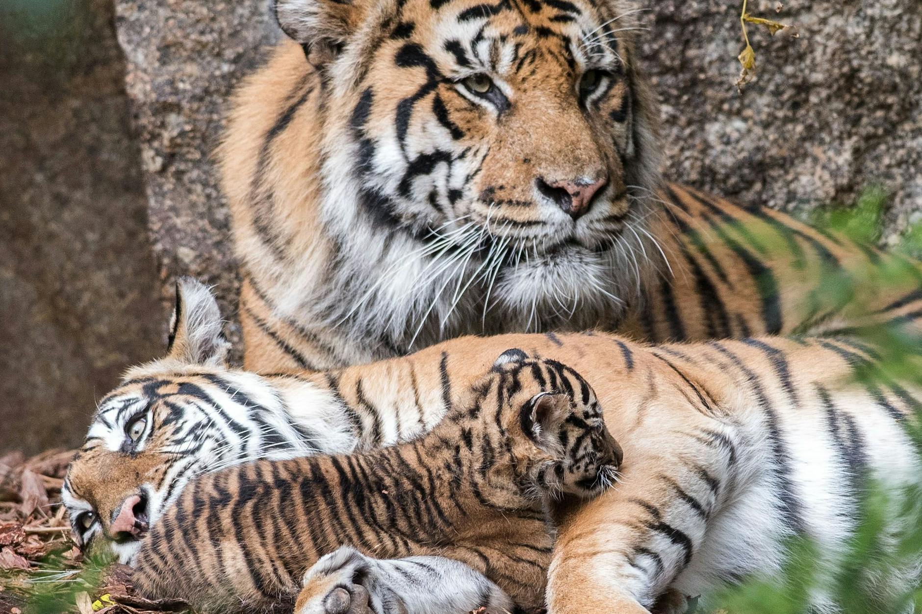 Sumatra-Tiger sind akut vom Aussterben bedroht. Nur noch schätzungsweise 400 bis 600 Tiere leben in den indonesischen Regenwäldern. Nun gibt es erneut Hoffnung für den Erhalt der seltenen Tierart: Tiger-Weibchen Mayang (13) und Vater Jae Jae (15) sind zum zweiten Mal Eltern geworden. (Archivfoto) 