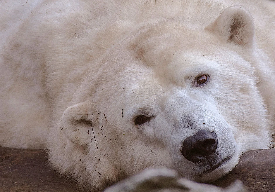 Eisbärin Hertha liegt im Tierpark Berlin in ihrem Gehege.