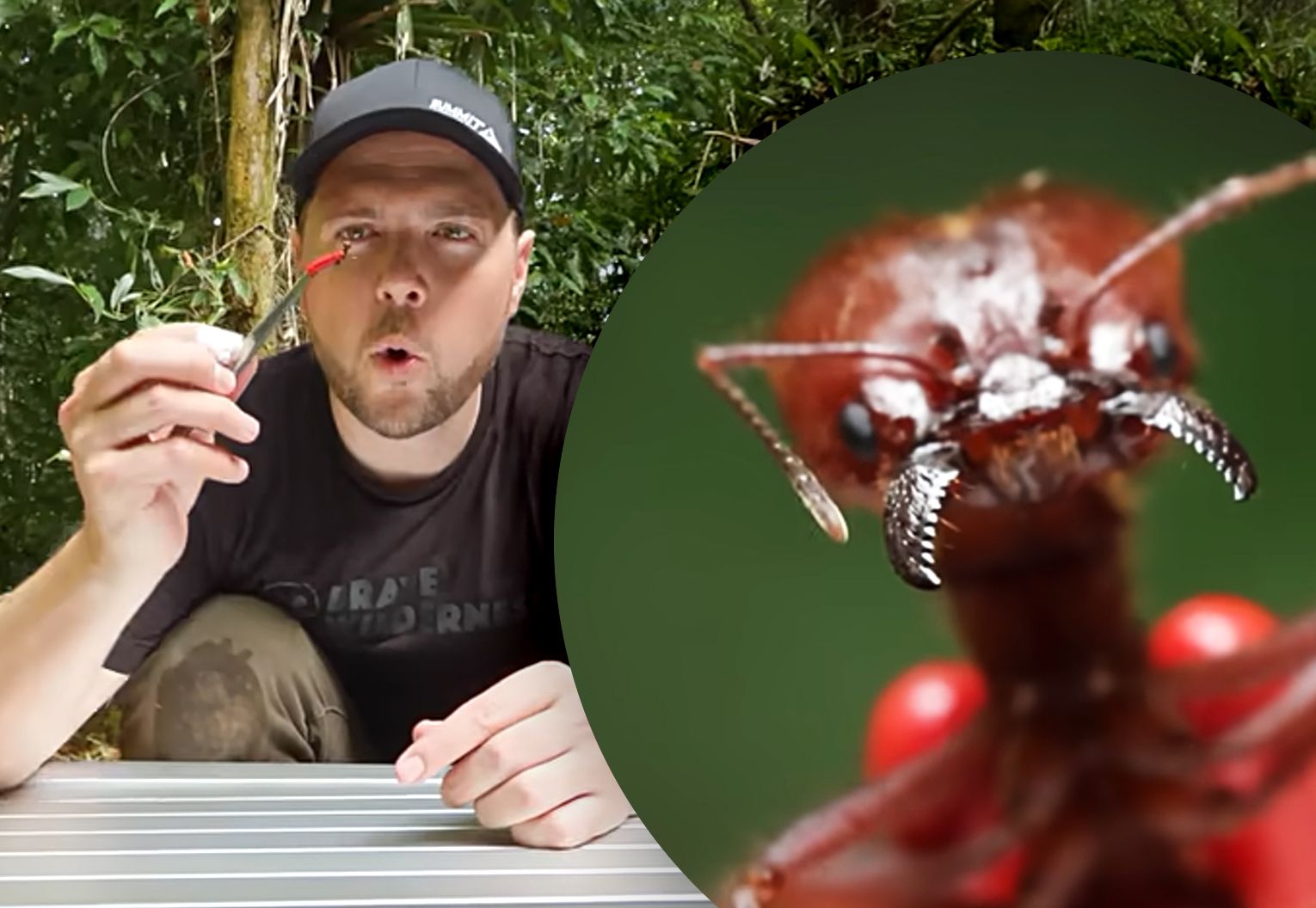 Horror-Experiment: Youtube-Star lässt sich von Monster-Ameise beißen – DAS passiert