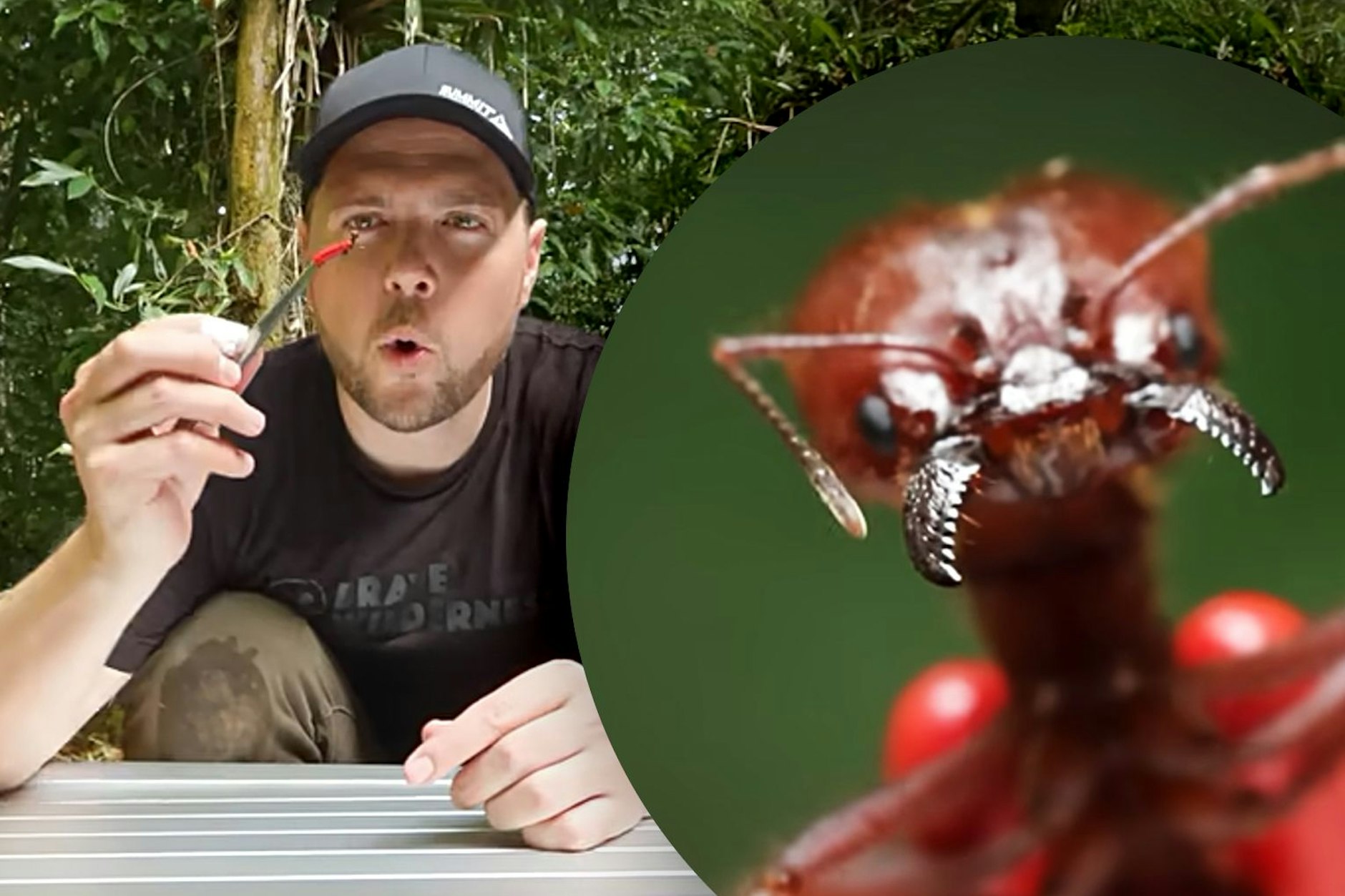 Youtube-Star Mark Vins lässt sich in seinem aktuellen Video bei Brave Wilderness von einer Ameise beißen.
