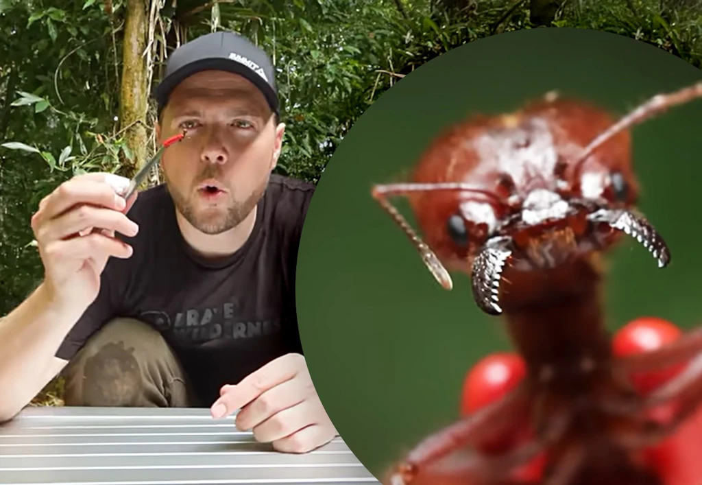 Horror-Experiment: Youtube-Star lässt sich von Monster-Ameise beißen – DAS passiert