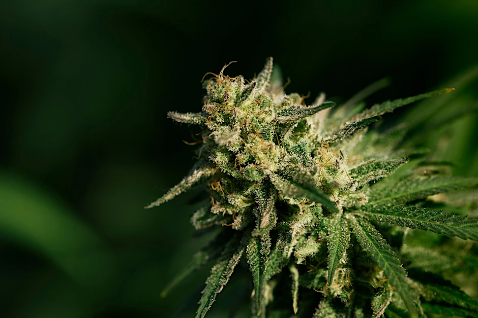 Die Knospe einer Cannabis sativa-Pflanze, aufgenommen in der Schweiz in einer Indoor-Anlage.