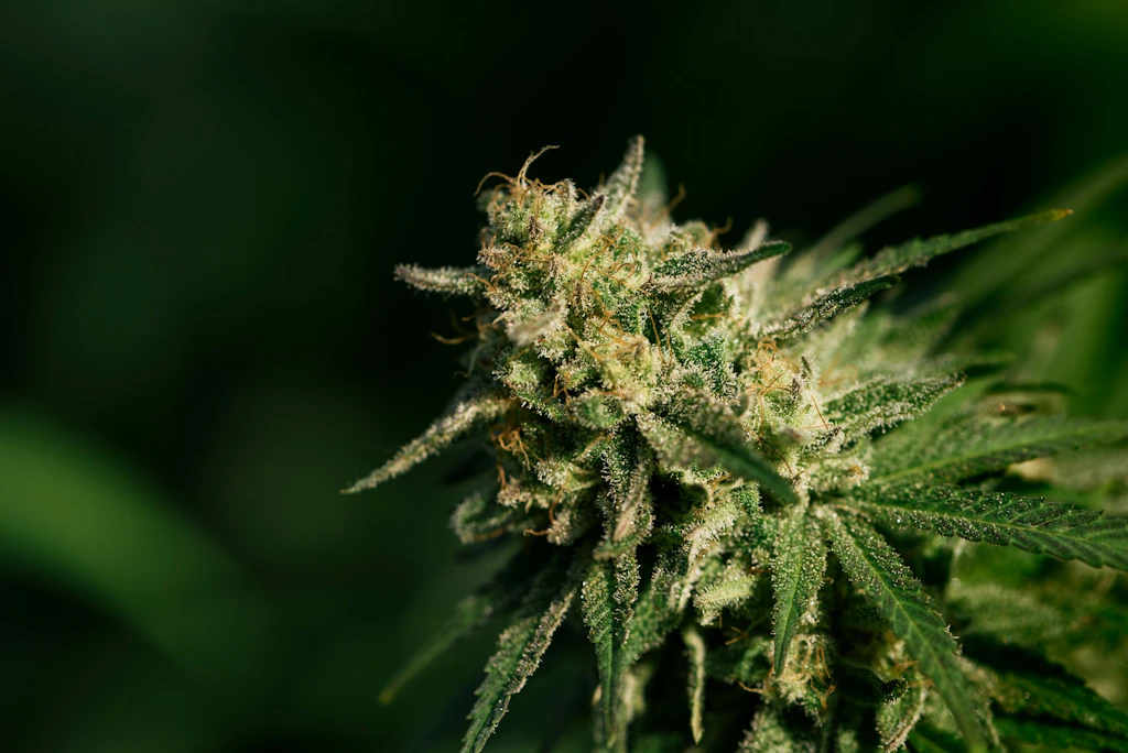 Cannabis-Anbau: So kommt der Bubatz aus dem Blumentopf