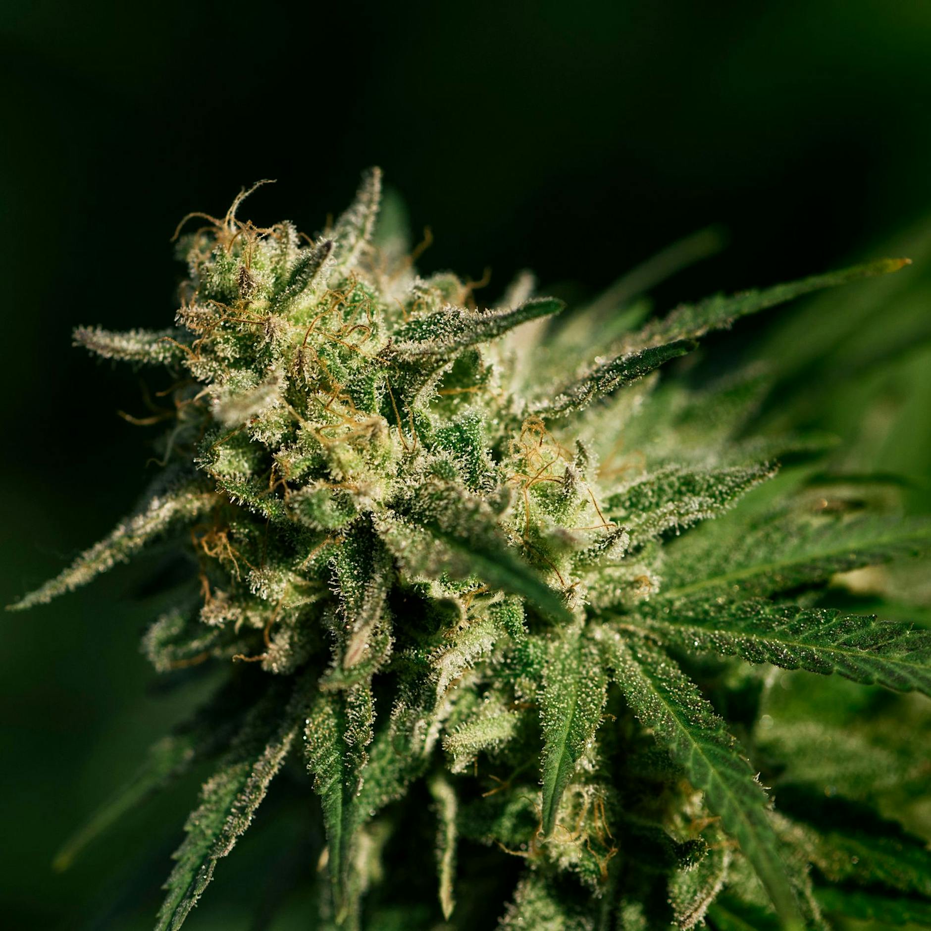 Cannabis-Anbau: So kommt der Bubatz aus dem Blumentopf