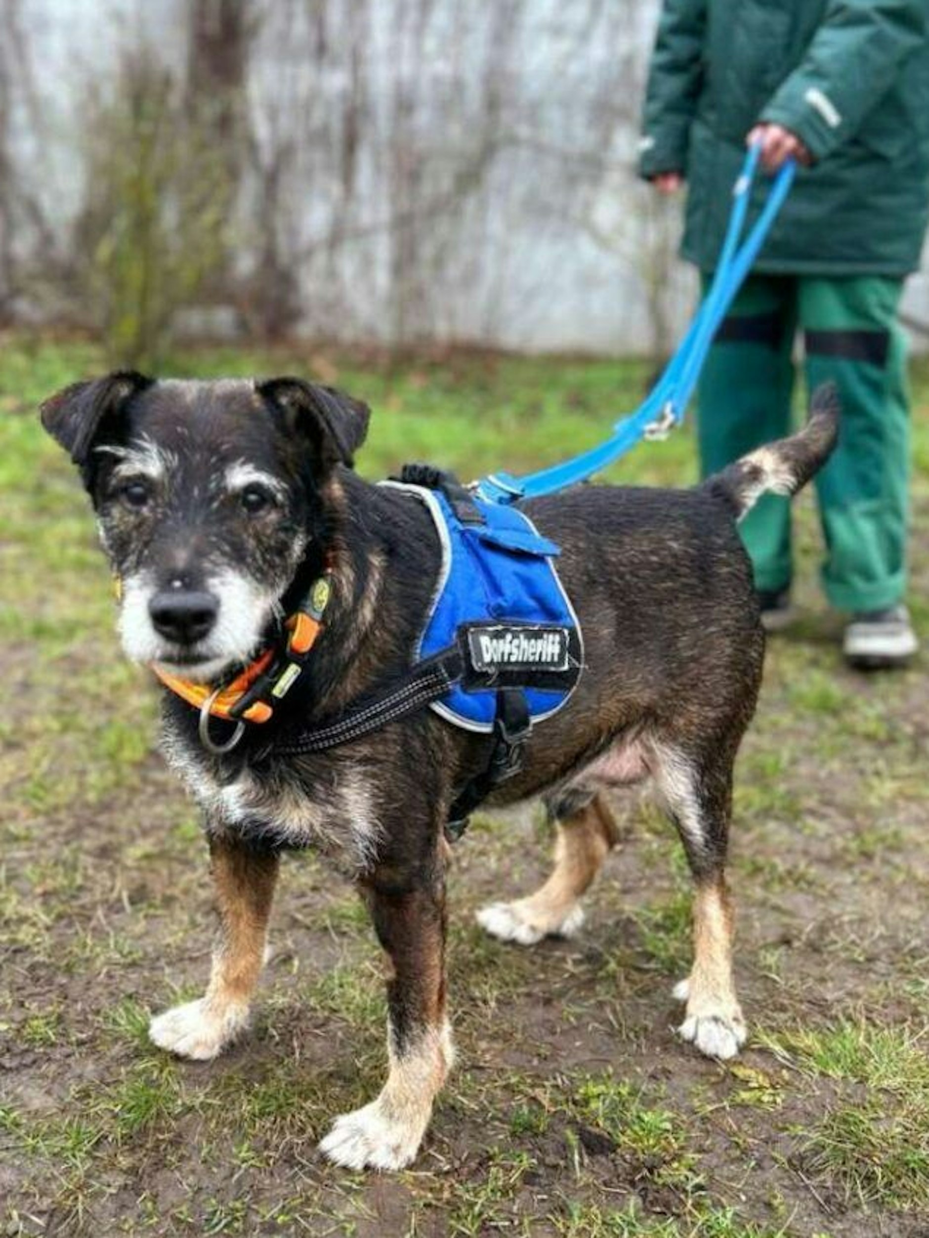 Der süße Edgar lebt momentan im Tierheim Berlin, sucht ein neues Zuhause.