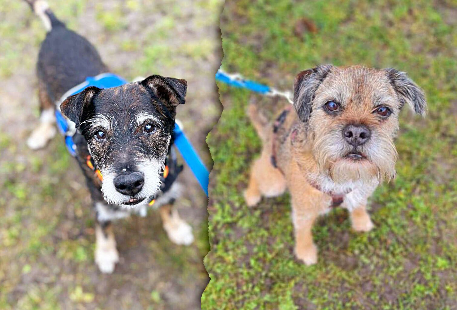 Berlins traurigste Hunde-Augen: Wer gibt Beppo und Edgar eine Chance?