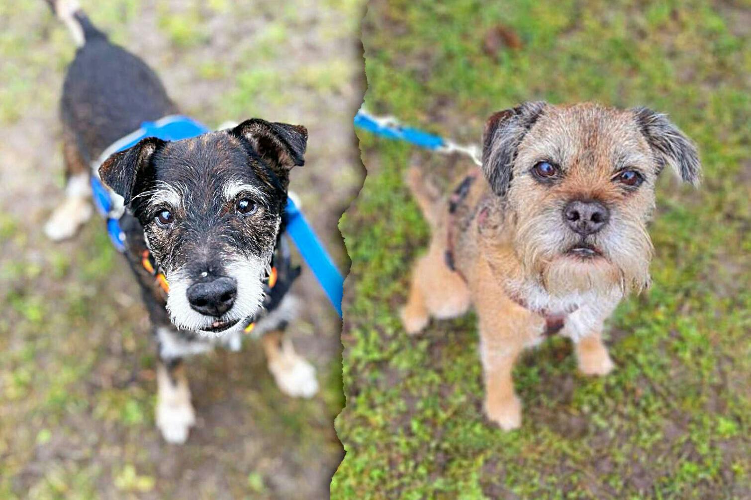 Edgar und Beppo warten im Tierheim Berlin auf ein neues Zuhause.