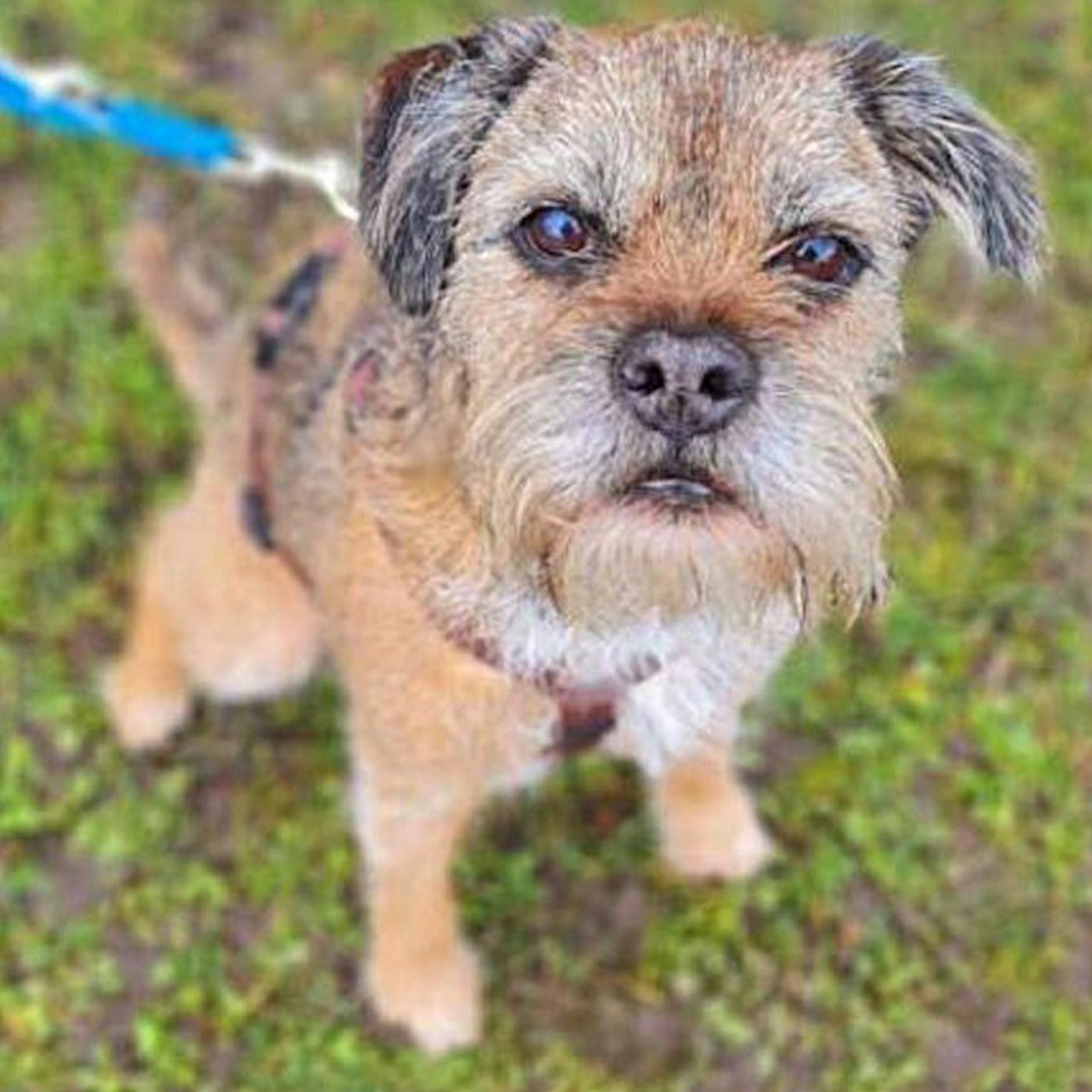 Berlins traurigste Hunde-Augen: Wer gibt Beppo und Edgar eine Chance?