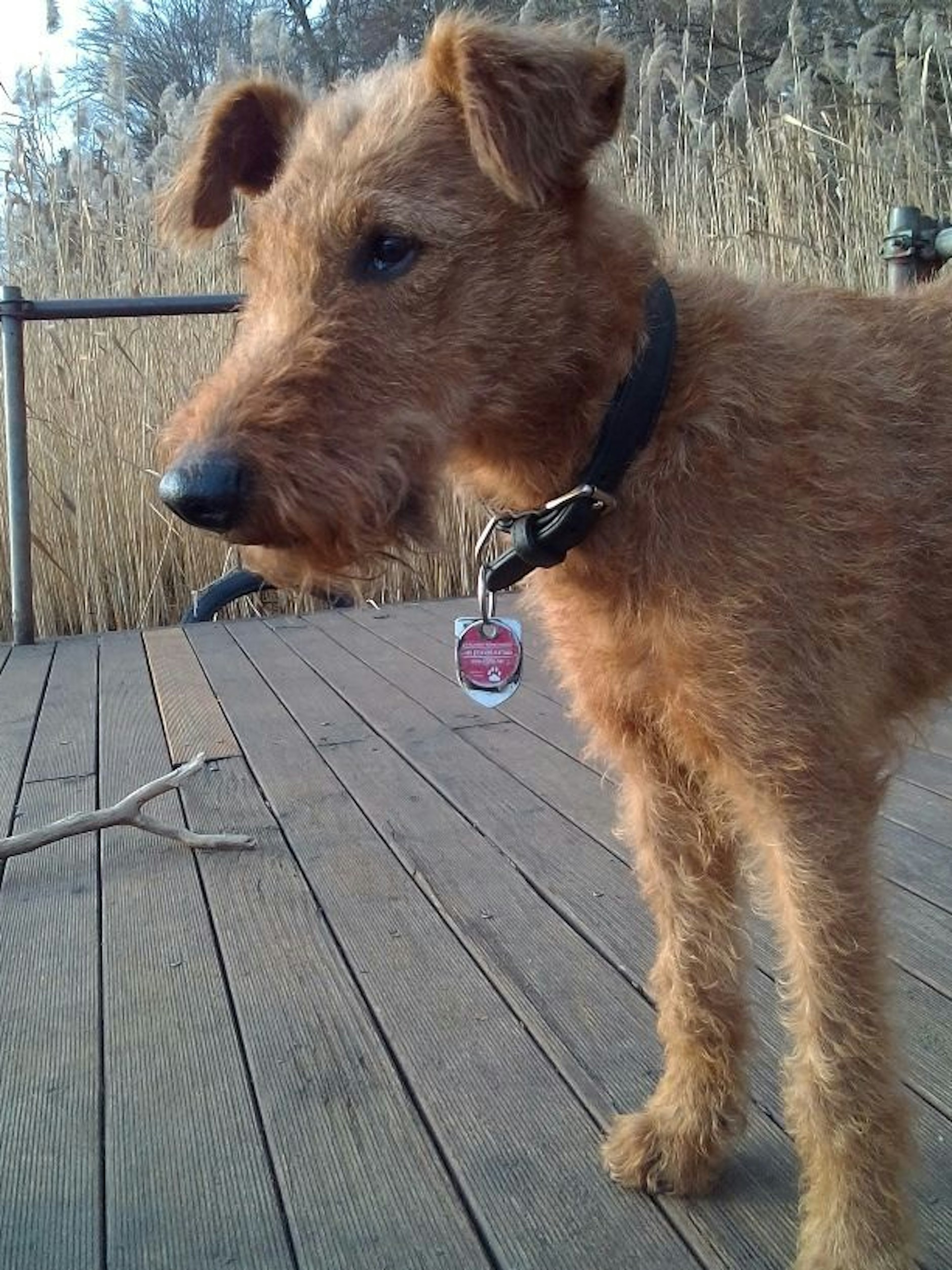 Gehört auch dieser süße Hund dem mutmaßlichen RAF-Terroristen Burkhard Garweg?