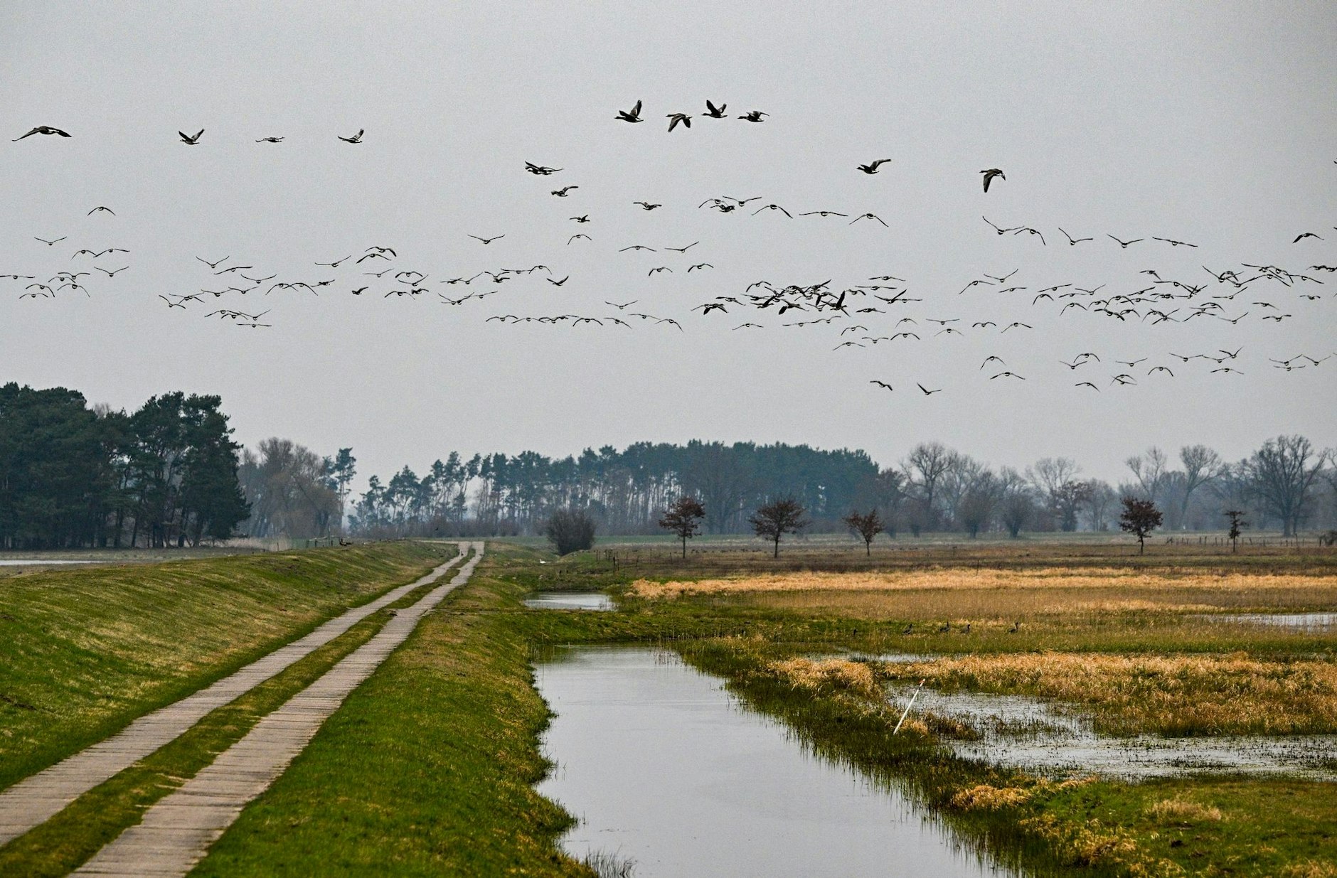 ARCHIV - Wildgänse fliegen im Naturschutzgebiet Westhavelland.  
