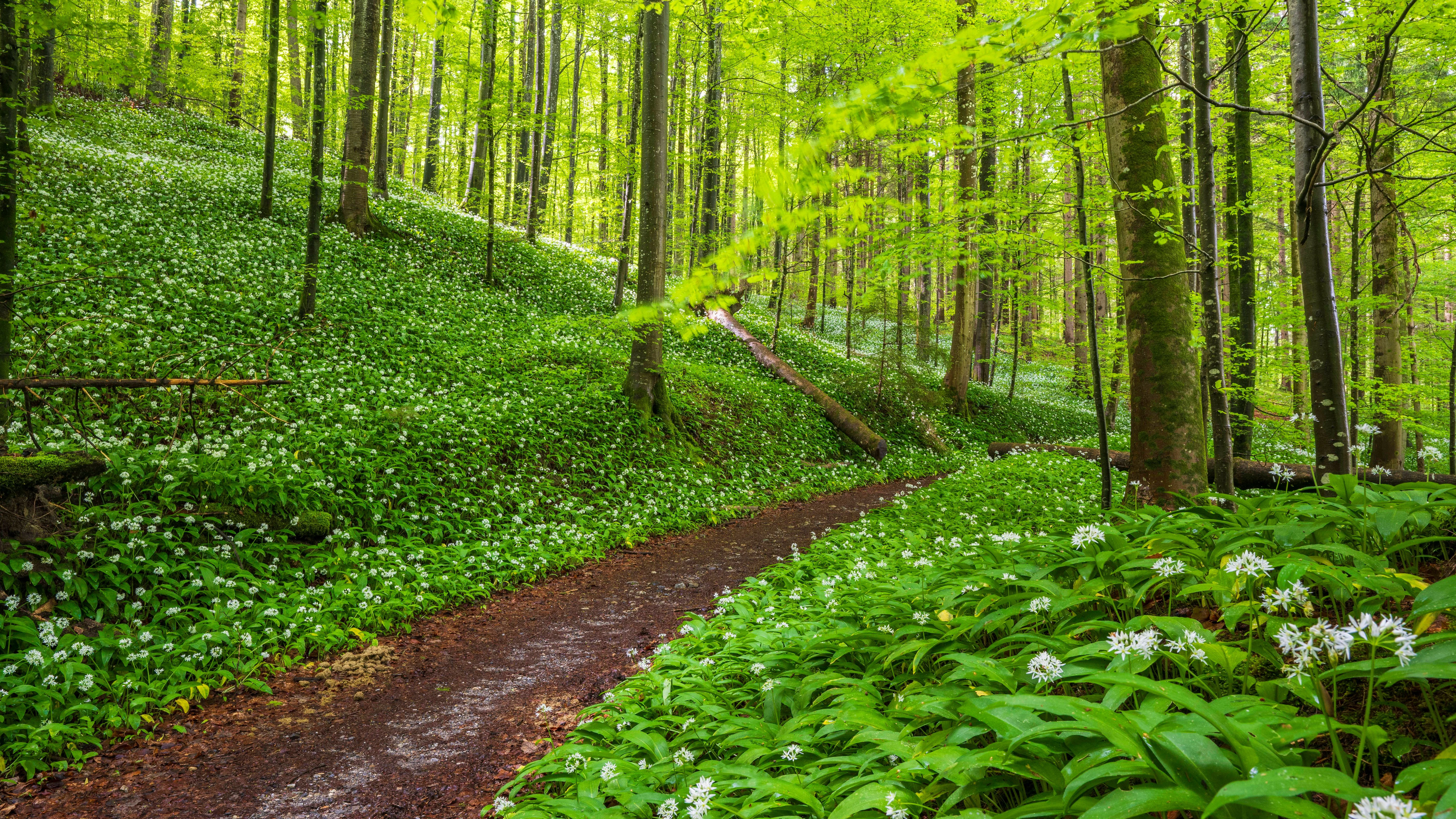 Auch wenn der Wald voller Bärlauch steht, ist es nicht erlaubt, ohne Grenzen zu sammeln. Das Gesetz macht genaue Vorgaben.