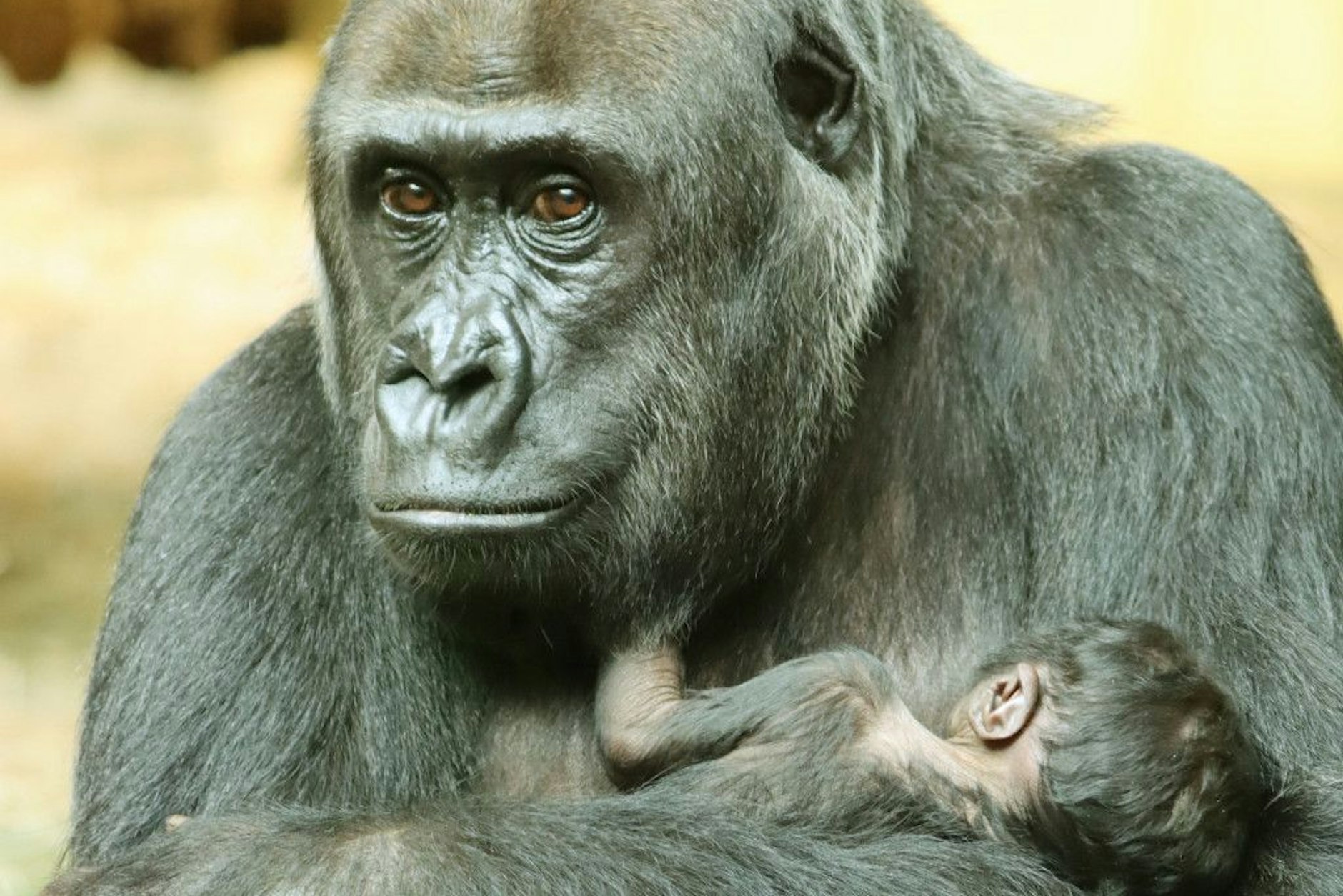 Gorilla-Dame Djambala mit ihrem Jungtier.