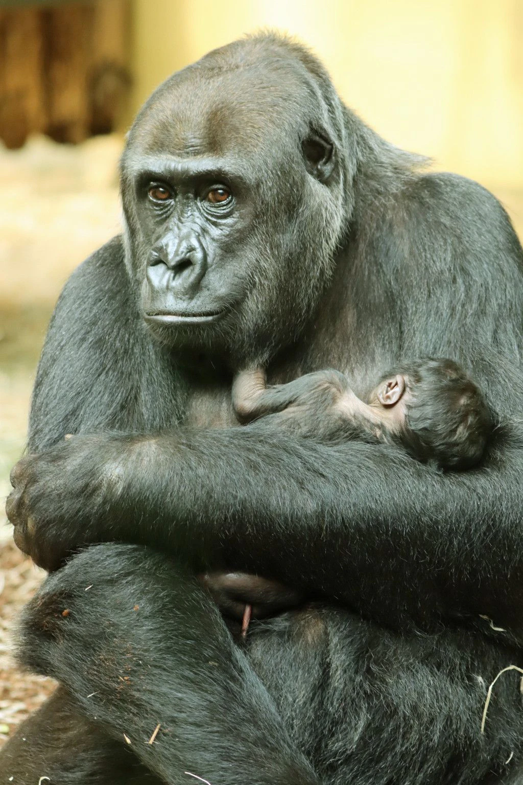 Wie niedlich! Gorilla-Dame Djambala ist jetzt Mama