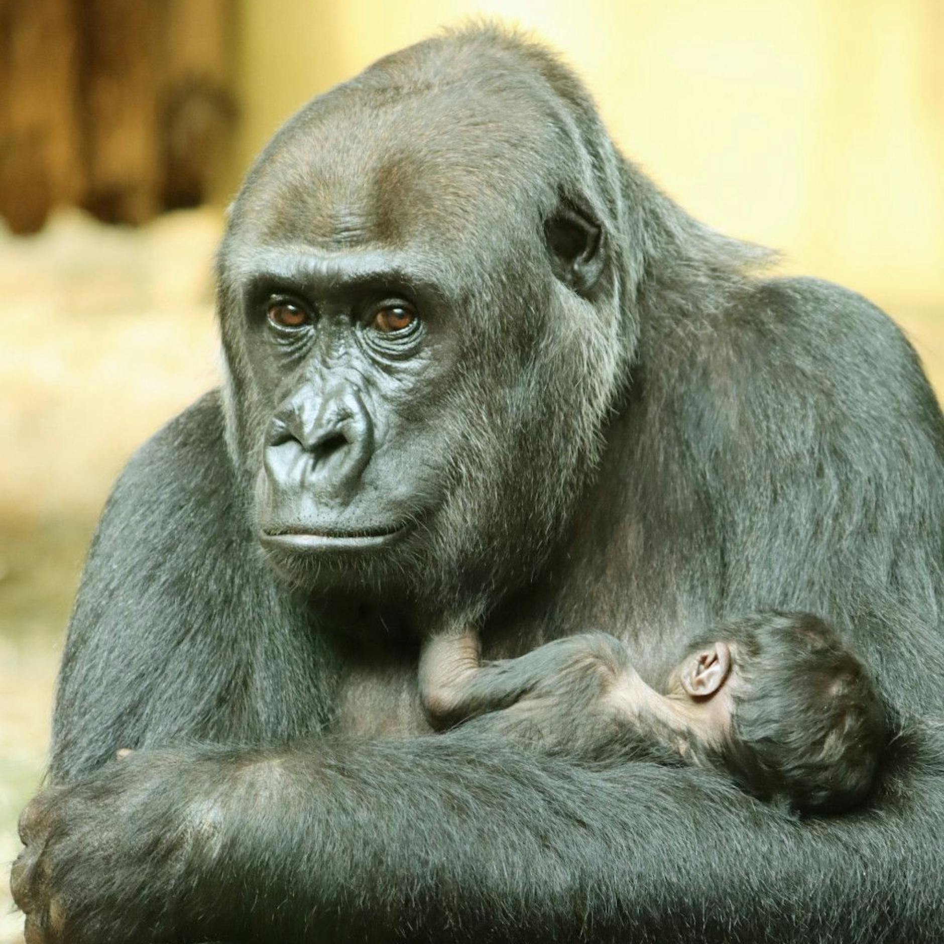 Wie niedlich! Gorilla-Dame Djambala ist jetzt Mama