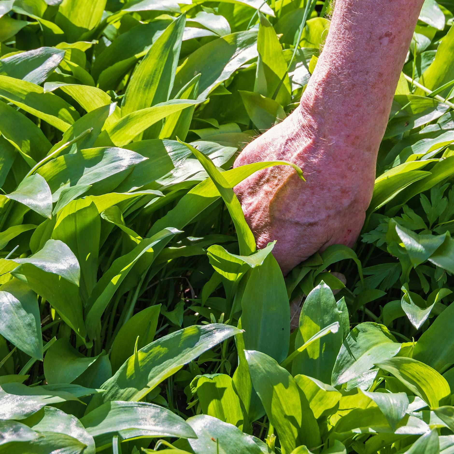 Achtung, Falle! Wie viel Bärlauch darf man sammeln? SO geht die „Handstraußregel“