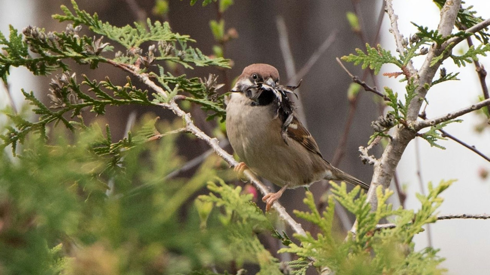 Bis Ende Juli brüten Vögel im grünen Dickicht und Jungvögel werden flügge. Die Wildtiere sollten dabei nicht gestört werden.