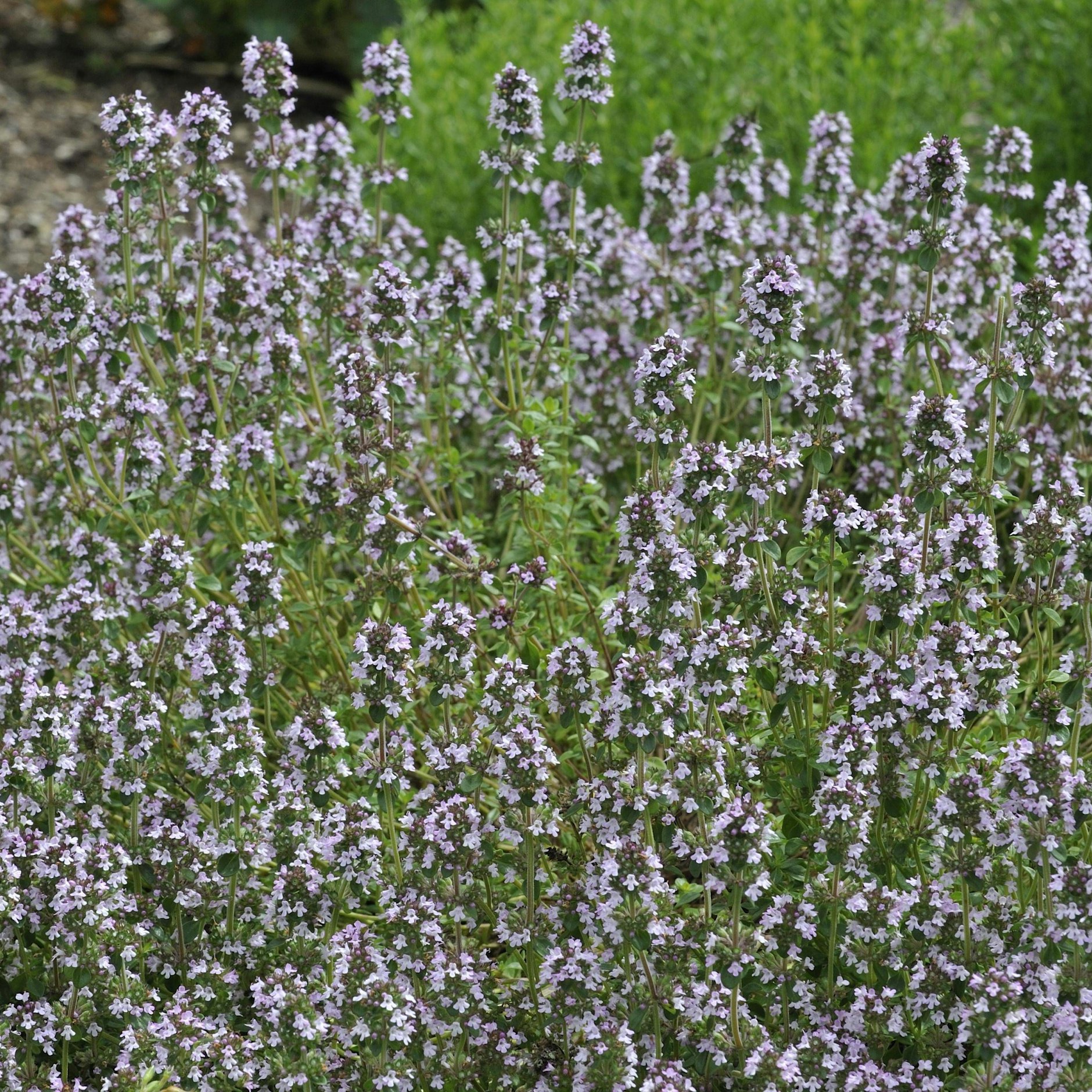 Zu den Gewürzen für die Kretanischen Kartoffeln gehört Thymian - hier wilder Thymian auf einem Feld.