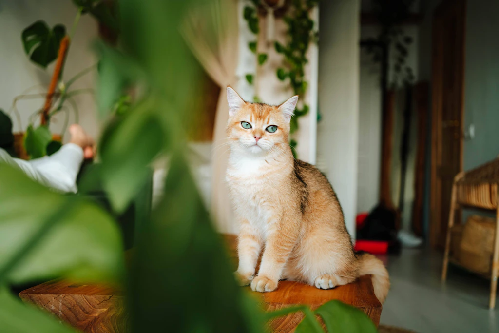 DIESE Pflanzen sollte Ihre Katze auf keinen Fall fressen