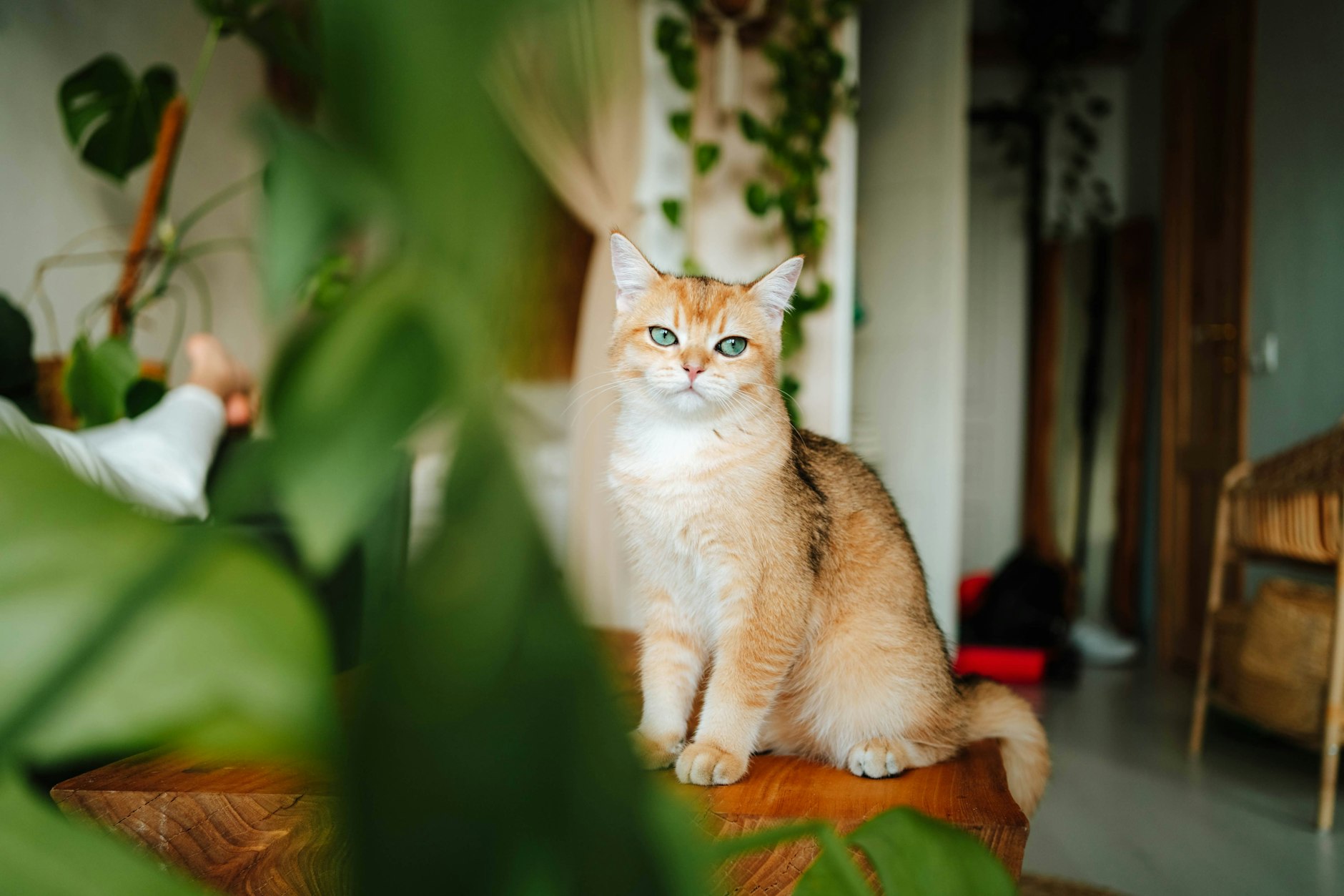 Welche Pflanzen für Katzen giftig sind und welche nicht, sollte bei der Wohnungseinrichtung beachtet werden.