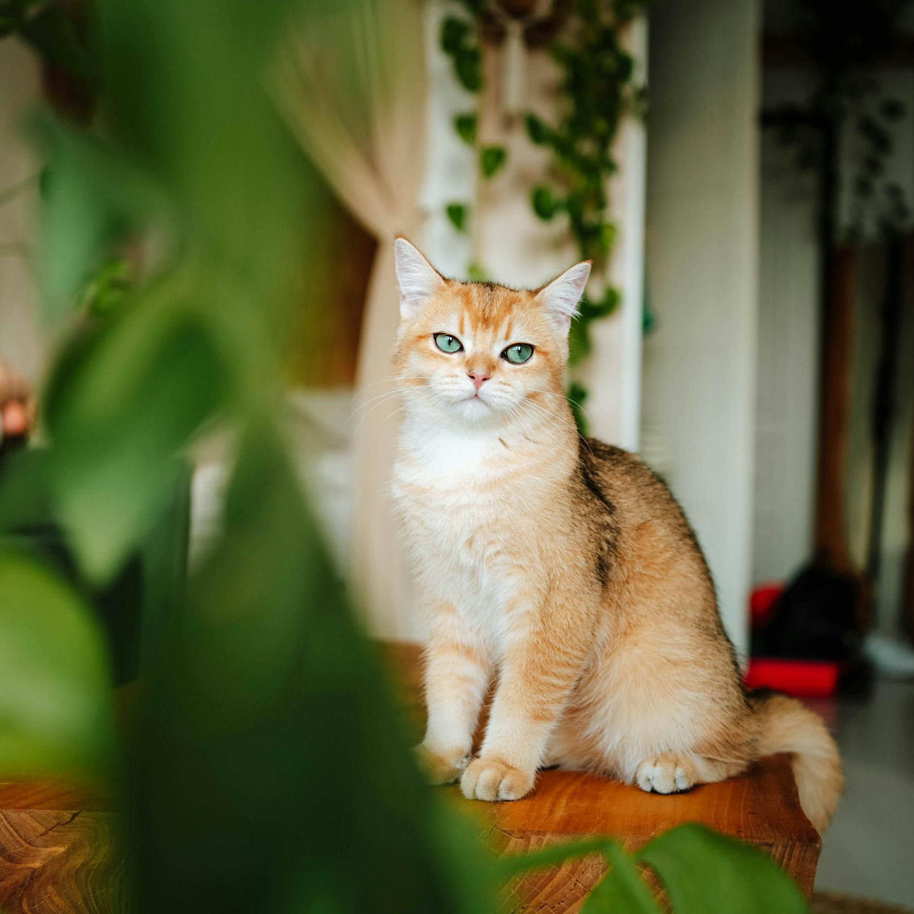 Welche Pflanzen sind für Katzen giftig und welche ungiftig?