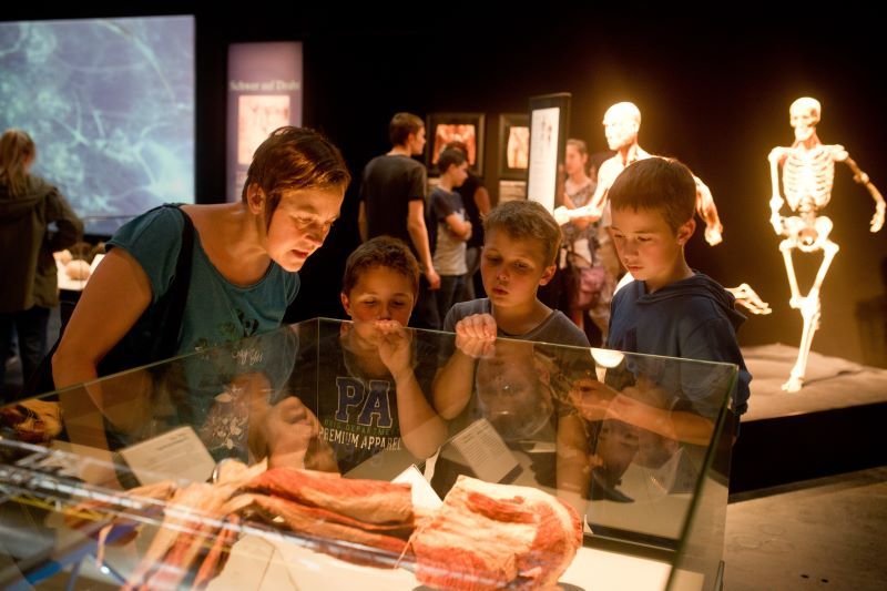 Workshops Schulklassen Berlin | Angebote KÖRPERWELTEN Museum