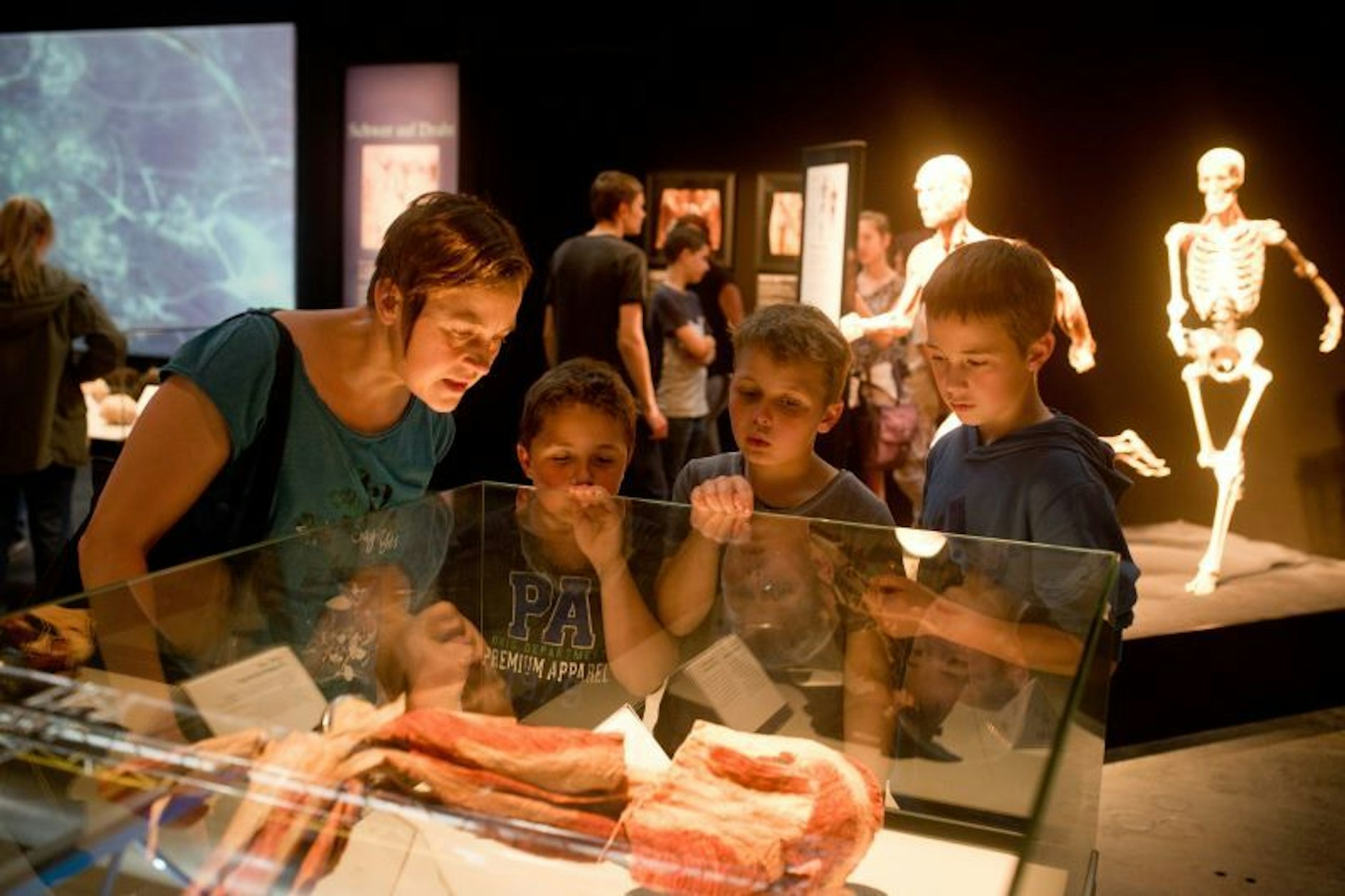 In den KÖRPERWELTEN gibt es Biologieunterricht einmal anders. Der Besuch ermöglicht das authentische Studium des menschlichen Körpers und bietet einen großen pädagogischen Mehrwert im Vergleich zum Biologiebuch. Spannend!
