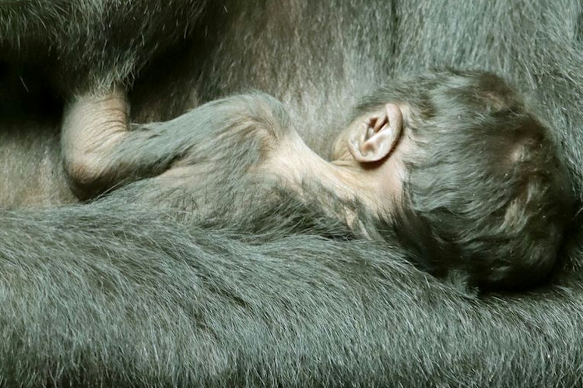 Ein Bild vom Dienstag: Da lebte das Junge von Gorilla-Dame Djambala noch.