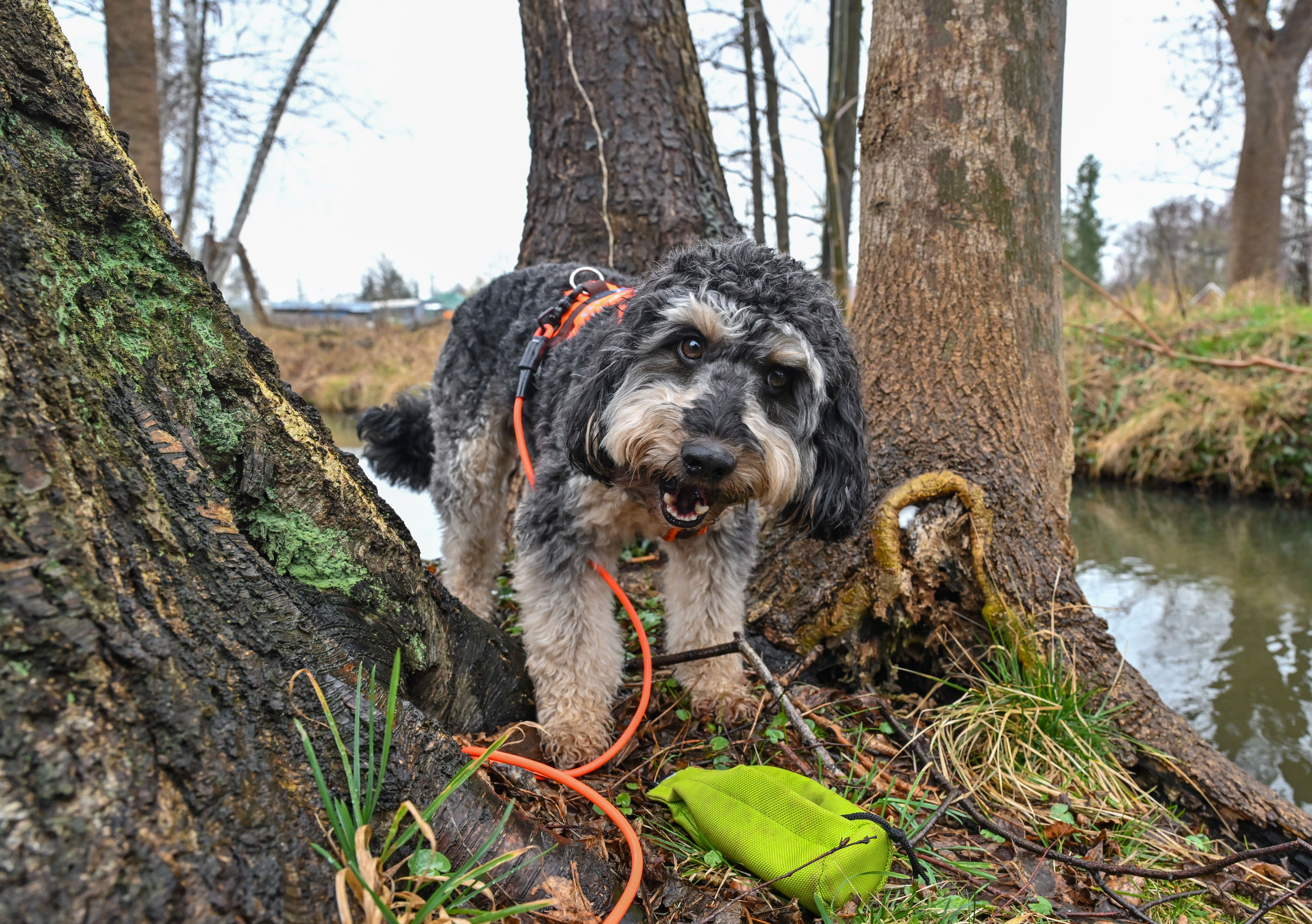 Ein Termin bei Dr. Wuff: Diese tierische Supernase erschnüffelt kranke Bäume