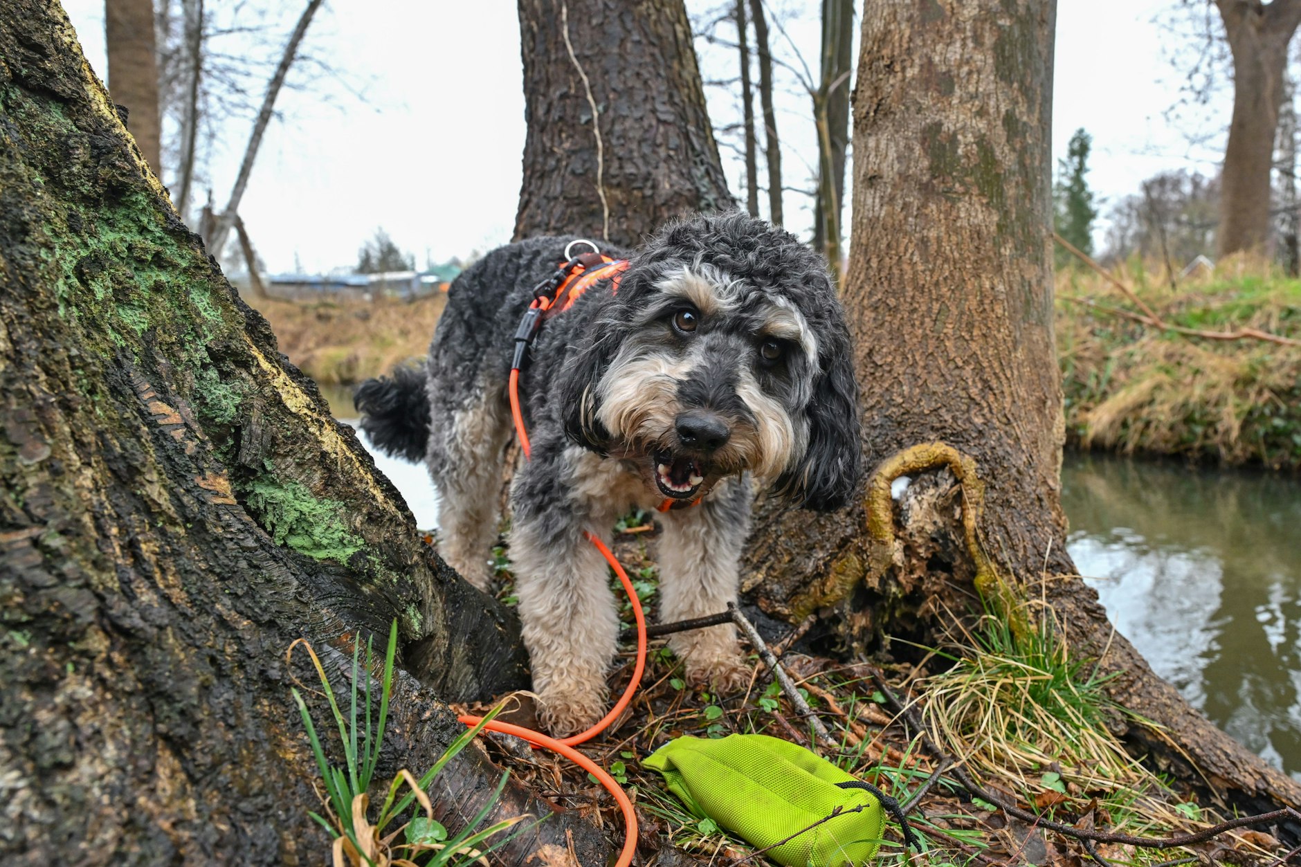 Spürhund Joschi, eine Kreuzung aus Terrier, Pudel und Elo, ist bei der Suche nach Pilzkrankheiten an Bäumen an einem Fließ im Spreewald unterwegs.