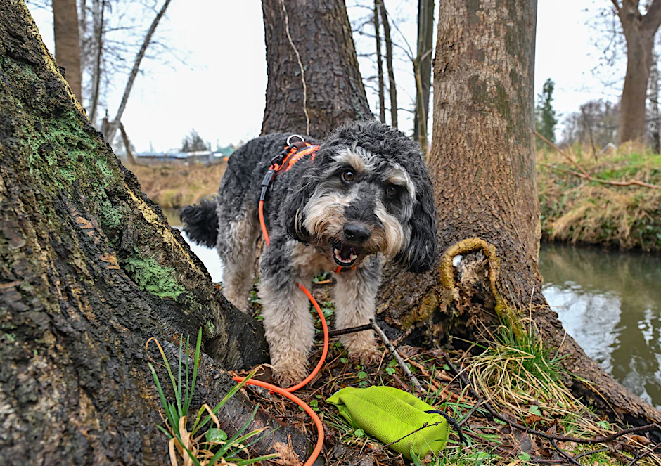 Spürhund Joschi, eine Kreuzung aus Terrier, Pudel und Elo, ist bei der Suche nach Pilzkrankheiten an Bäumen an einem Fließ im Spreewald unterwegs.