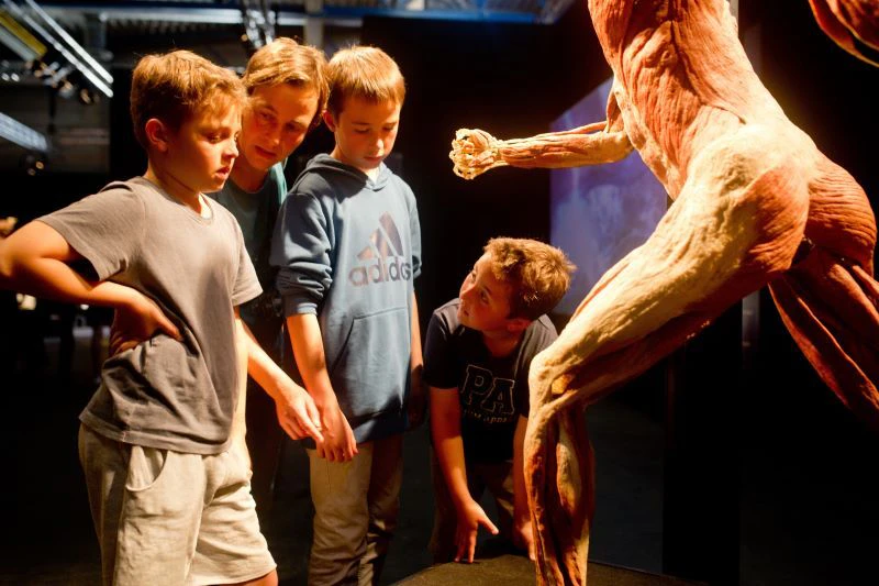 Was passiert, wenn wir Sport treiben? Hier das Plastinat: DER LÄUFER