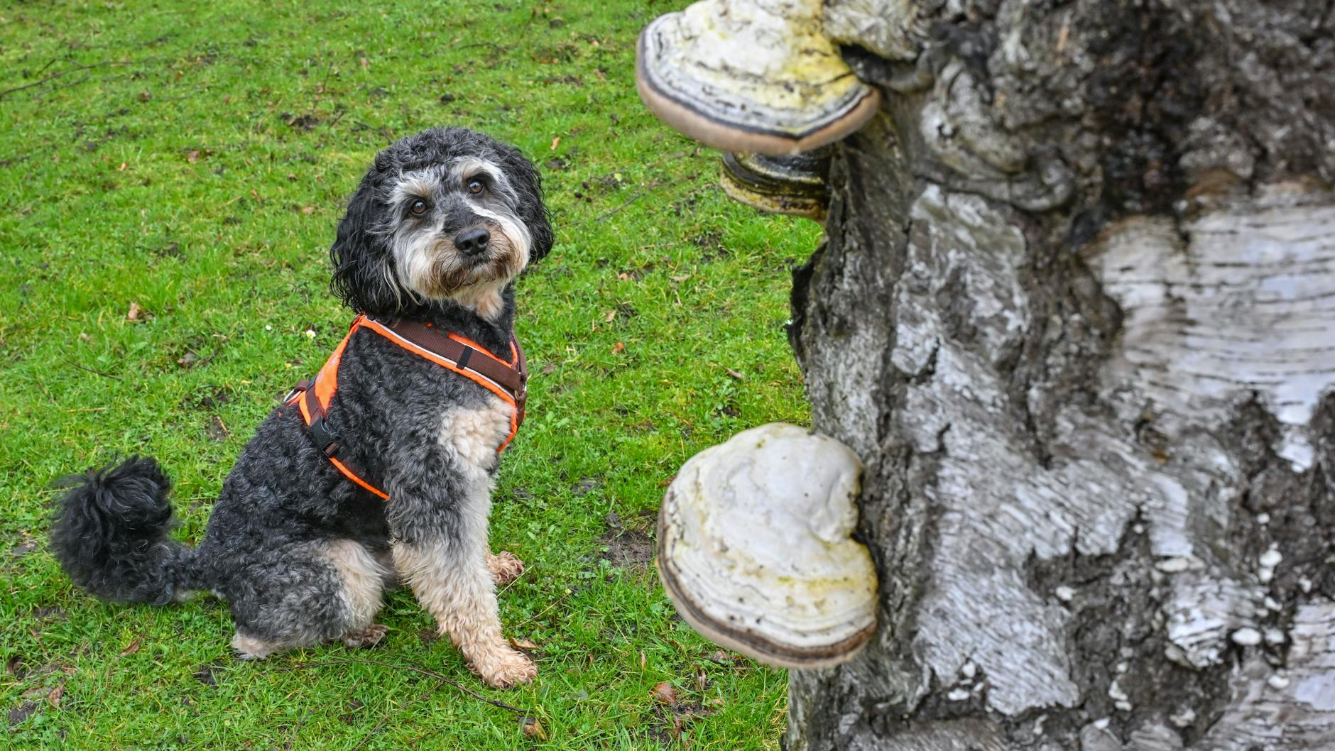 Der sogenannte Gehölz-Pathogen-Spürhund Joschi ist eine Supernase, die nach Pilzkrankheiten an Bäumen im Spreewald sucht.