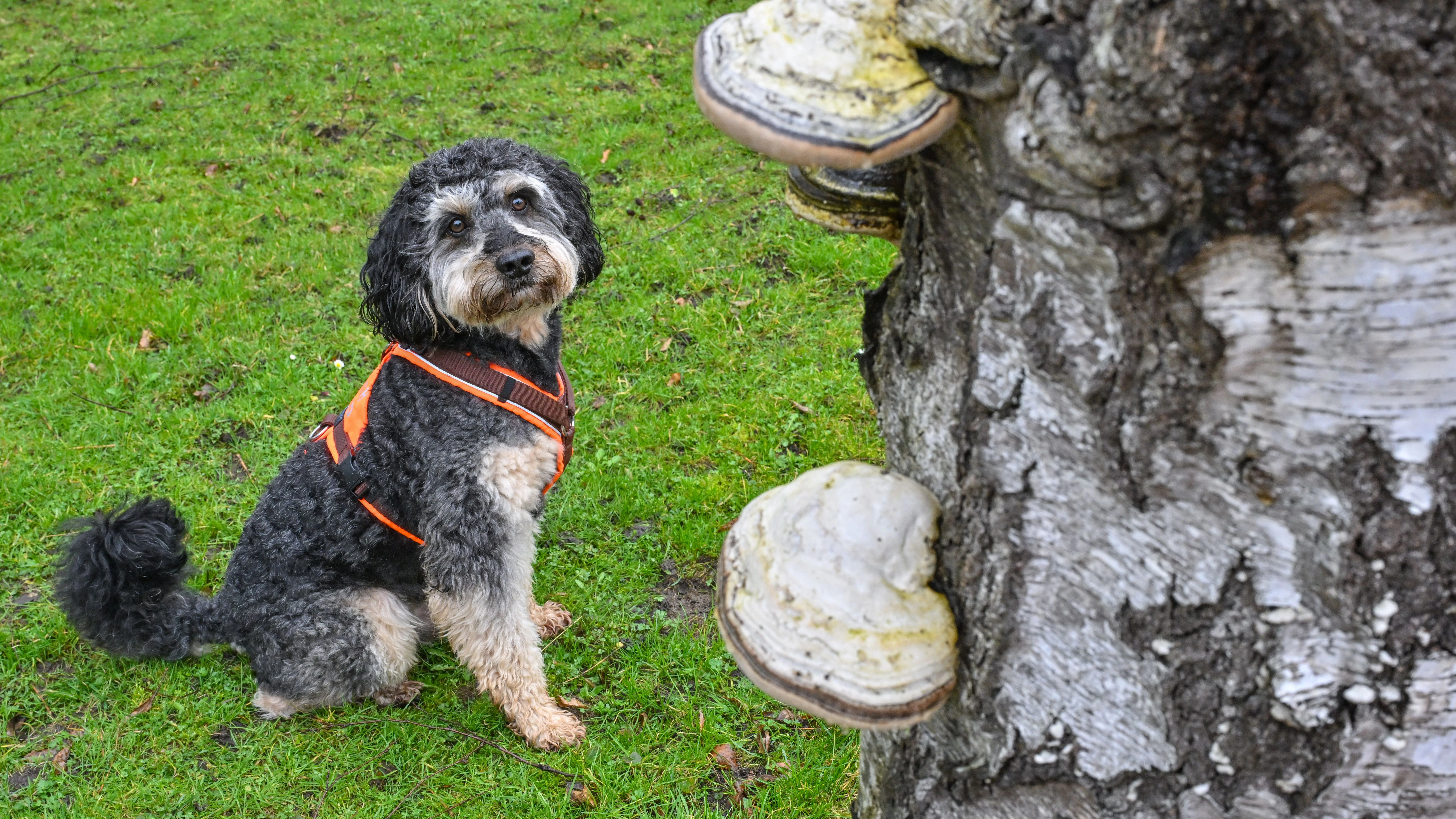 Der sogenannte Gehölz-Pathogen-Spürhund Joschi ist eine Supernase, die nach Pilzkrankheiten an Bäumen im Spreewald sucht.