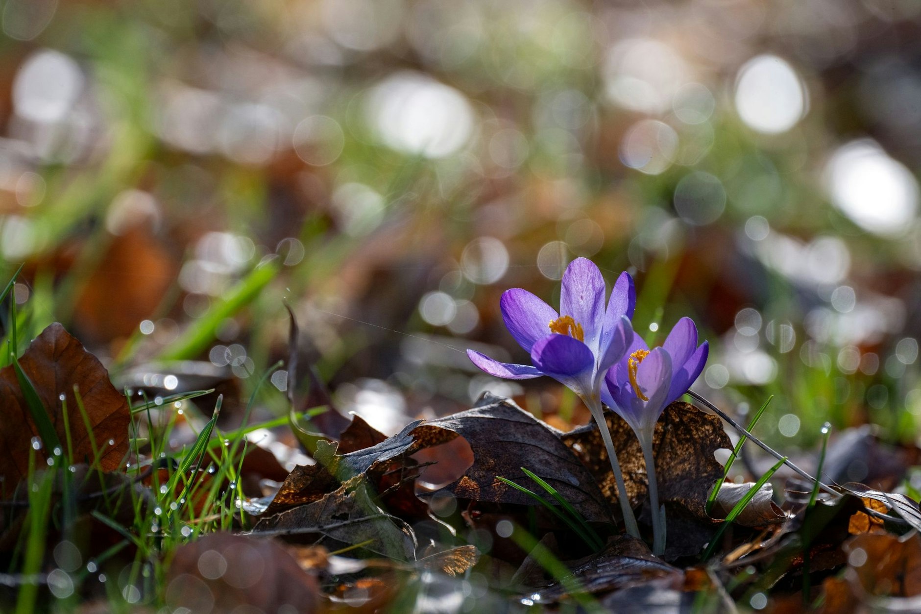 Impressionen aus Bayern: Krokusse recken ihre Blütenkelche der Sonne entgegen, während im Gras Tautropfen glitzern.  