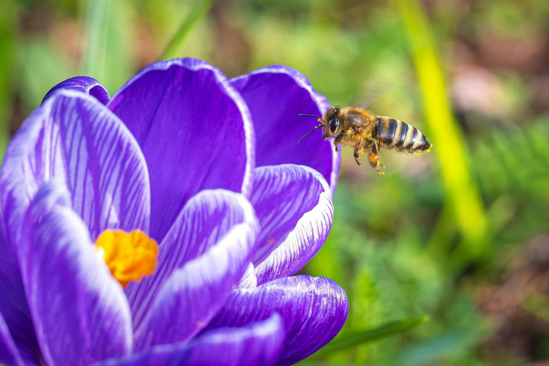 Die ersten Frühlingsboten sind auch in Bremen unterwegs: Eine Biene landet auf einem blühenden Krokus.