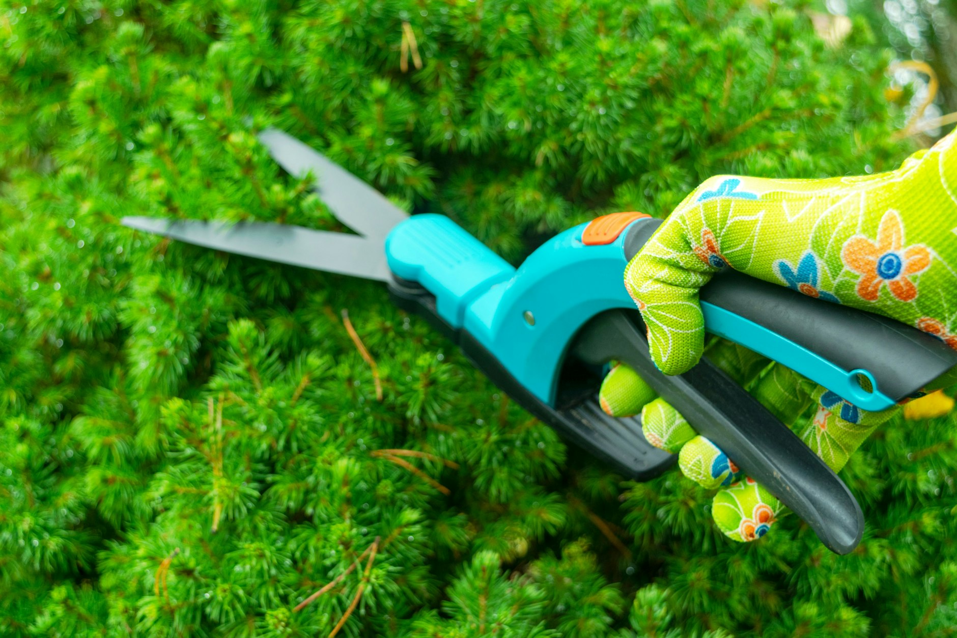 Der sanfte Formschnitt der Hecke darf sein. Doch Tierschützer legen Gärtnern ans Herz, rücksichtsvoll zu sein und die Brutzeit abzuwarten.