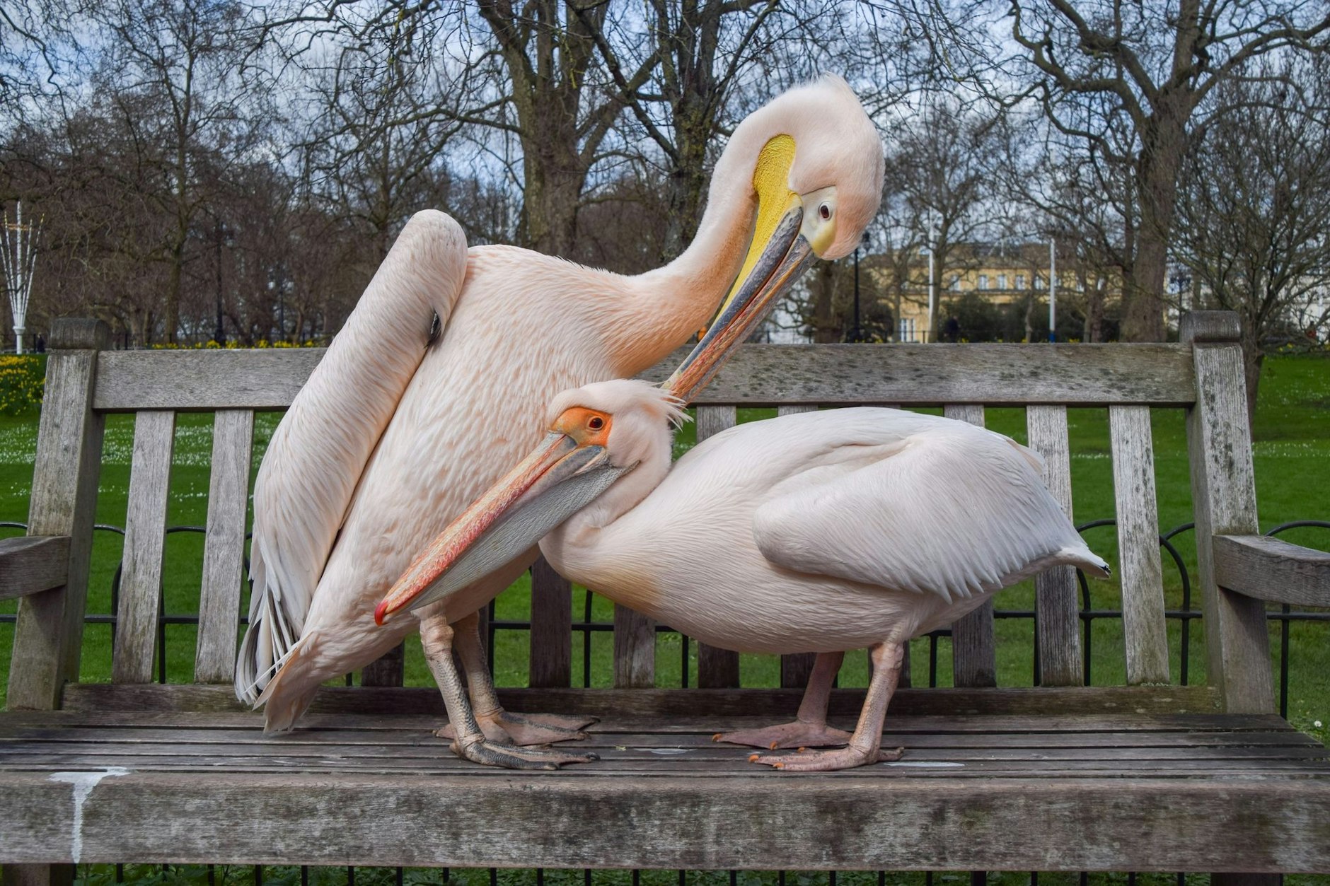 Noch schnell für das Foto aufhübschen: Diese Pelikane putzen sich im St. James's Park in London. Die Vögel können bis zu 180 cm groß werden und erreichen eine Flügelspannweite von bis zu 360 cm. Die Menge an Gefieder ordentlich zu halten, benötigt sicher viel Zeit.  