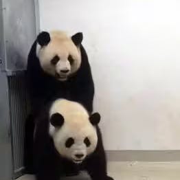 Panda-Bärin Meng Meng und Männchen Jiao Qing in Action: 2019 paarten sich die Bären mehrmals. Das Ergebnis waren die Zwillinge Pit und Paule.