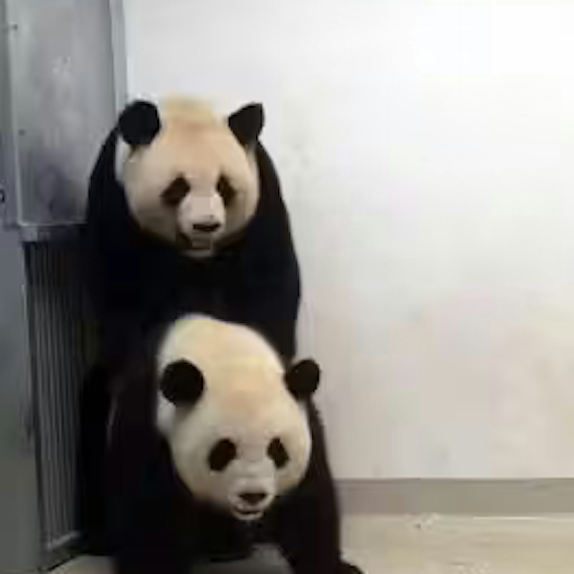 Panda-Bärin Meng Meng und Männchen Jiao Qing in Action: 2019 paarten sich die Bären mehrmals. Das Ergebnis waren die Zwillinge Pit und Paule.