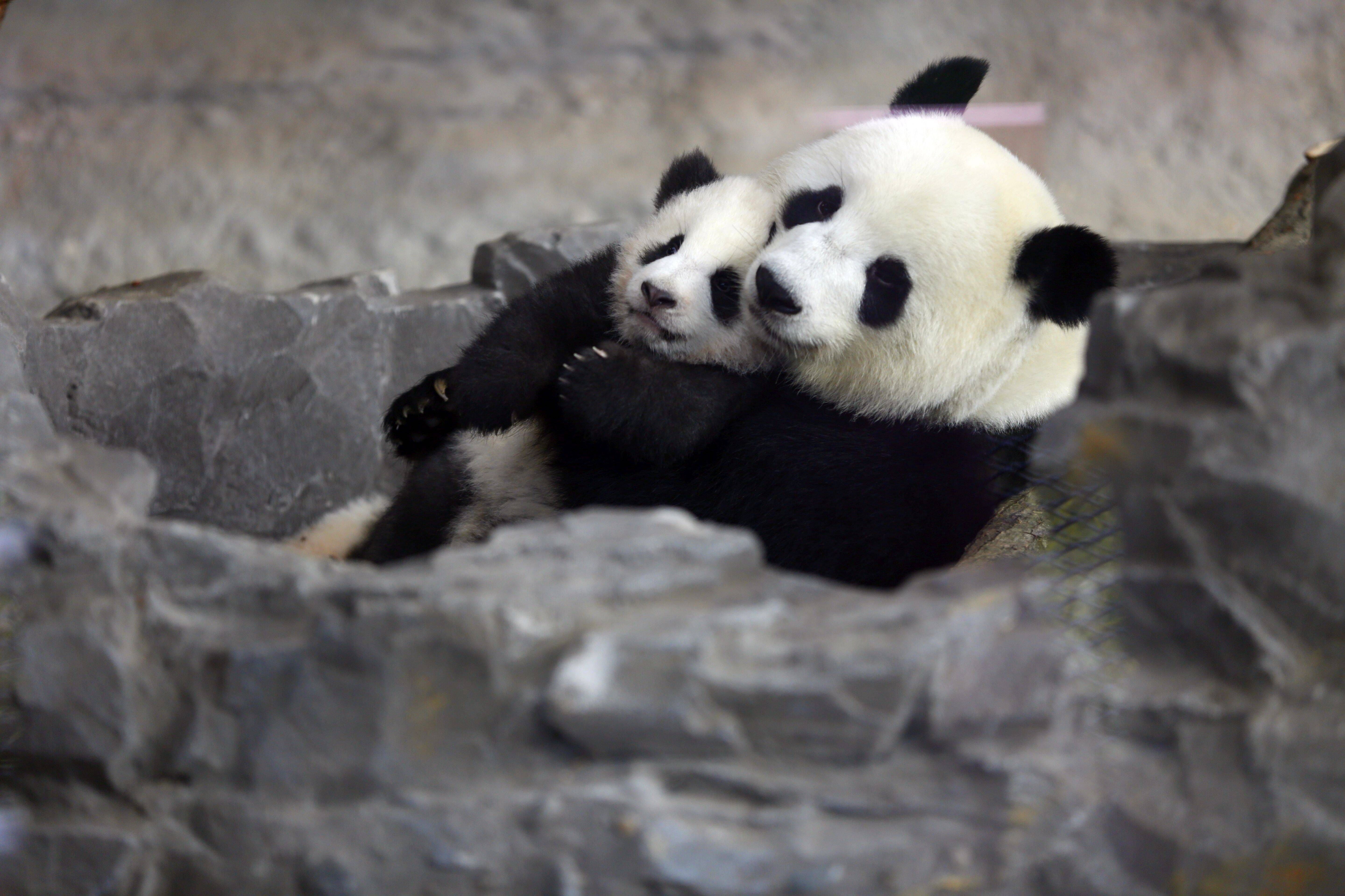 Frühlingsgefühle im Zoo: Im Sommer könnte es wieder Panda-Babys geben