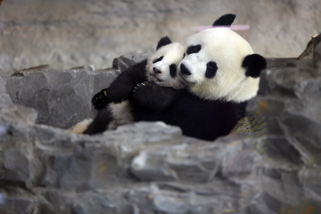 Frühlingsgefühle im Zoo: Im Sommer könnte es wieder Panda-Babys geben