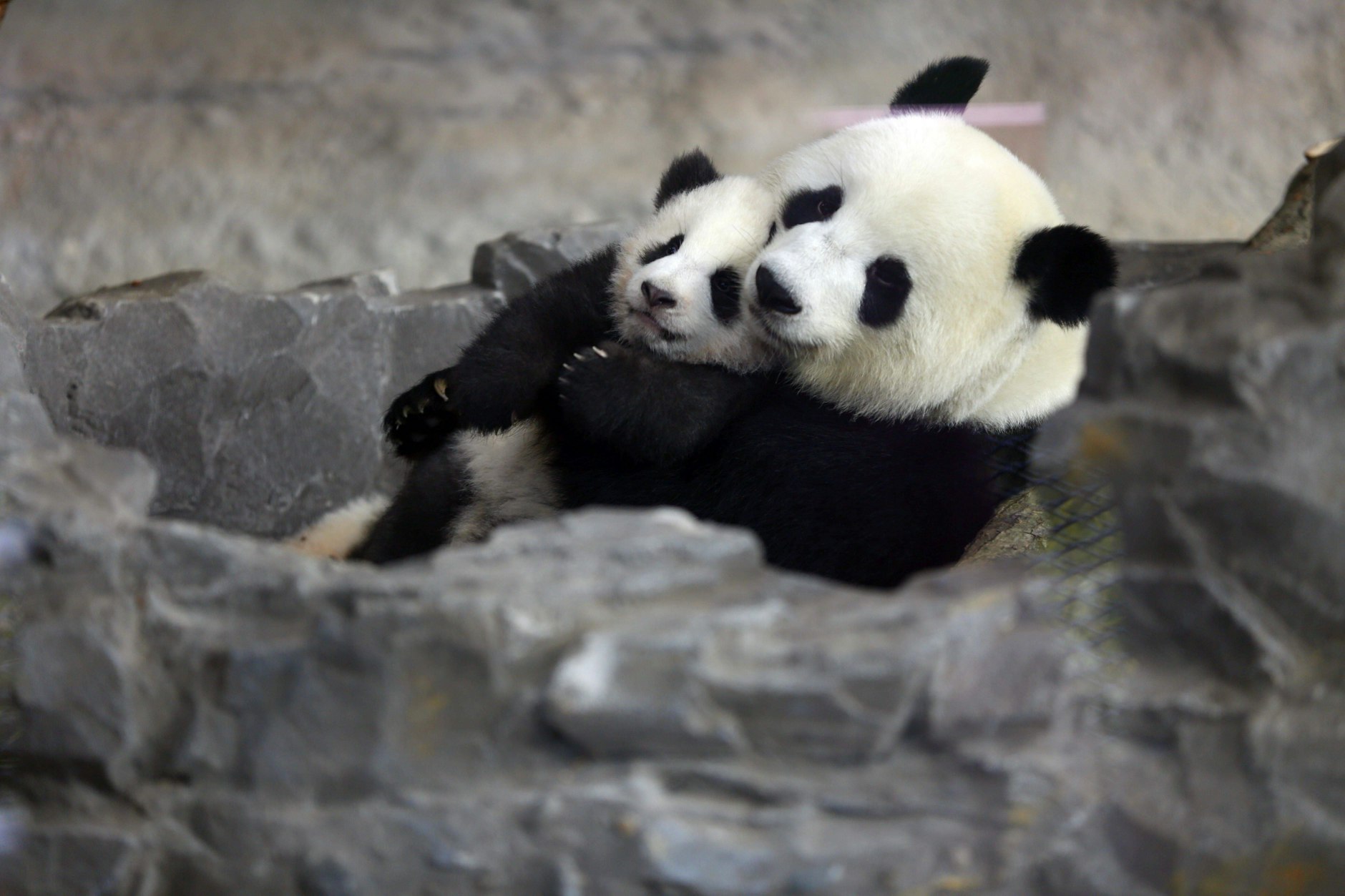 Panda-Mama Meng Meng mit Söhnchen Paule (2020): Nun hofft man im Berliner Zoo, dass es wieder niedlichen Nachwuchs gibt.