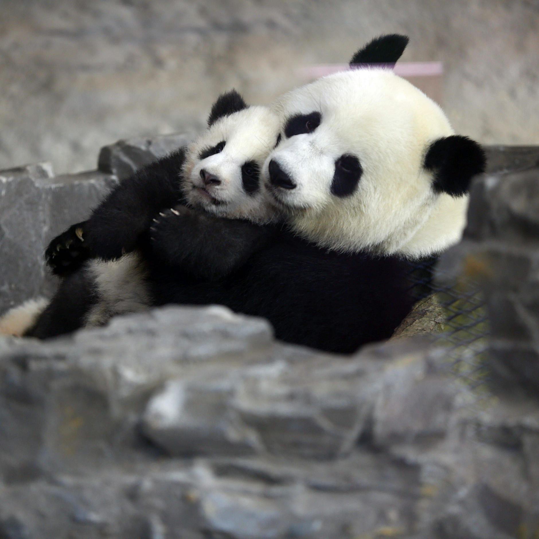 Frühlingsgefühle im Zoo: Im Sommer könnte es wieder Panda-Babys geben
