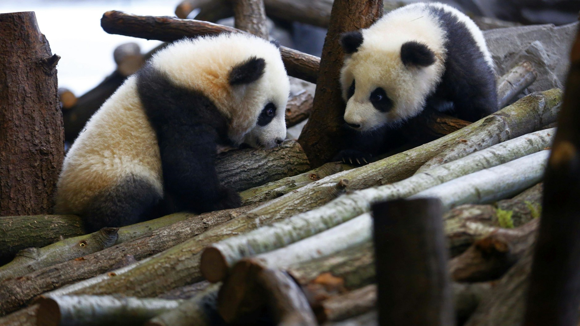 Zum Knuddeln süß: Die Panda-Zwillinge Pit und Paule, als sie 2020 erstmals den Zoo-Besuchern gezeigt wurden. Solche niedlichen Bilder möchte man gerne wieder sehen.