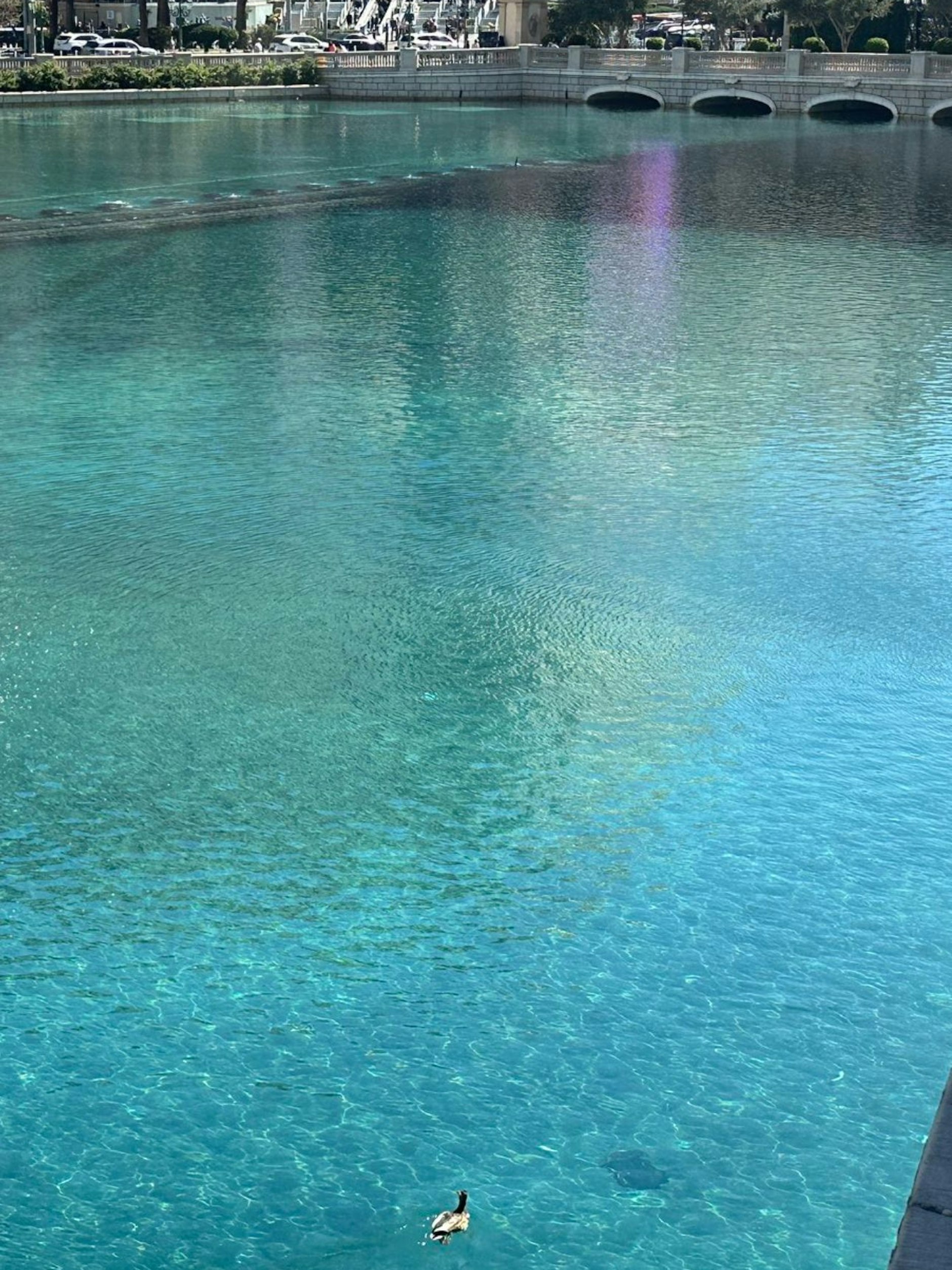 Ganz unten schwimmt der Gelbschnabeltaucher, ganz oben ist ein Eingang zum Hotel Bellagio zu sehen.