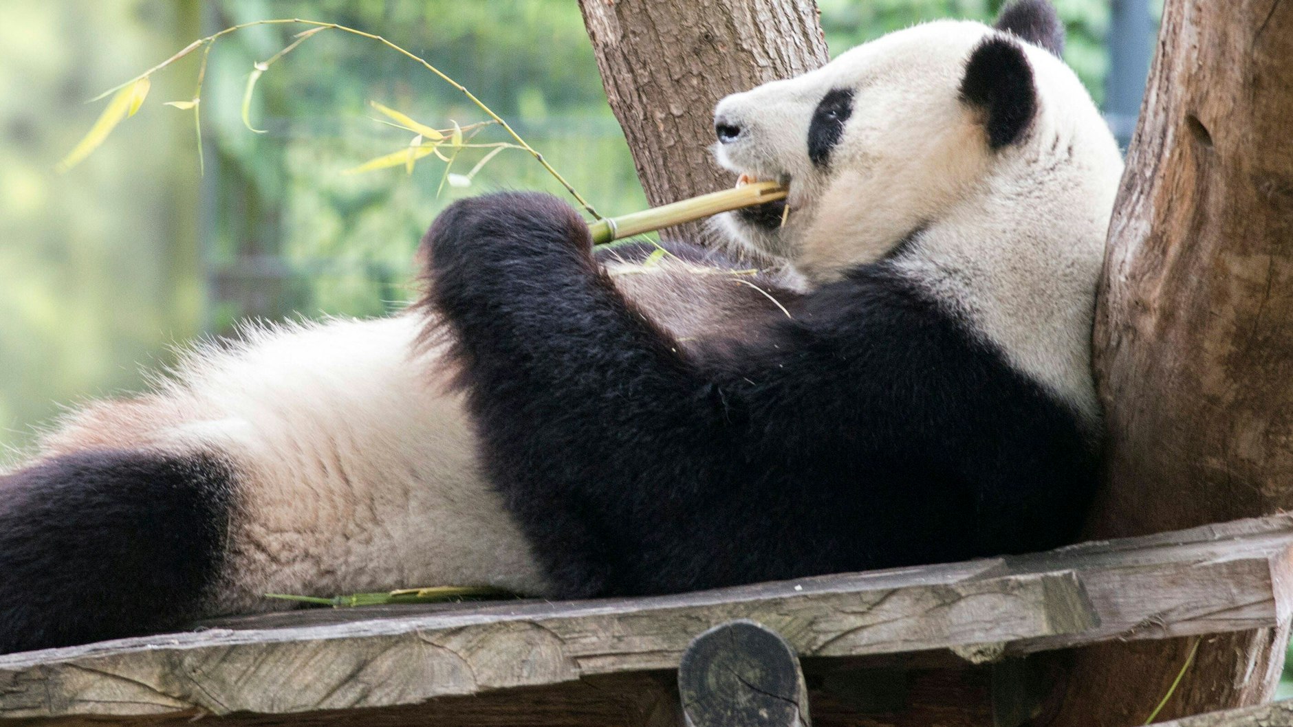 Auf der faulen Haut liegen und Bambus fressen: Das ist Panda-Papa Jiao Qing. 2017 kam er mit Meng Meng in den Berliner Zoo. Um den Nachwuchs kümmerte er sich nie.
