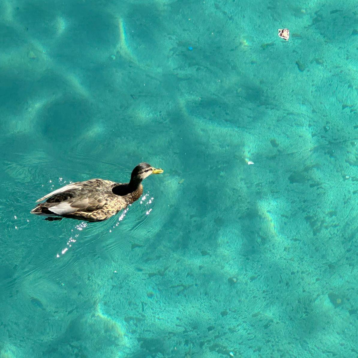 Der Gelbschnabeltaucher zieht entspannt seine Kreise im Wasserbecken vor dem Hotel Bellagio in Las Vegas.
